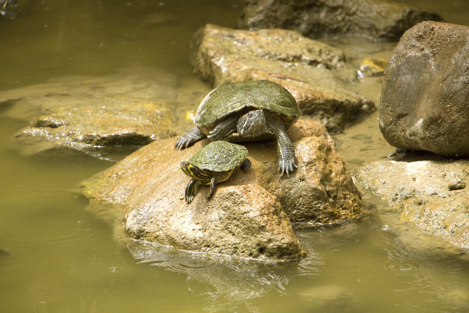 Canon EOS 700D (EOS Rebel T5i / EOS Kiss X7i) sample photo. Turtle, water, stone photography