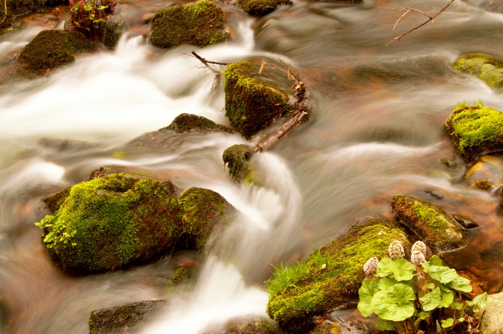 Nikon D3200 sample photo. Bach, black forest, forest photography