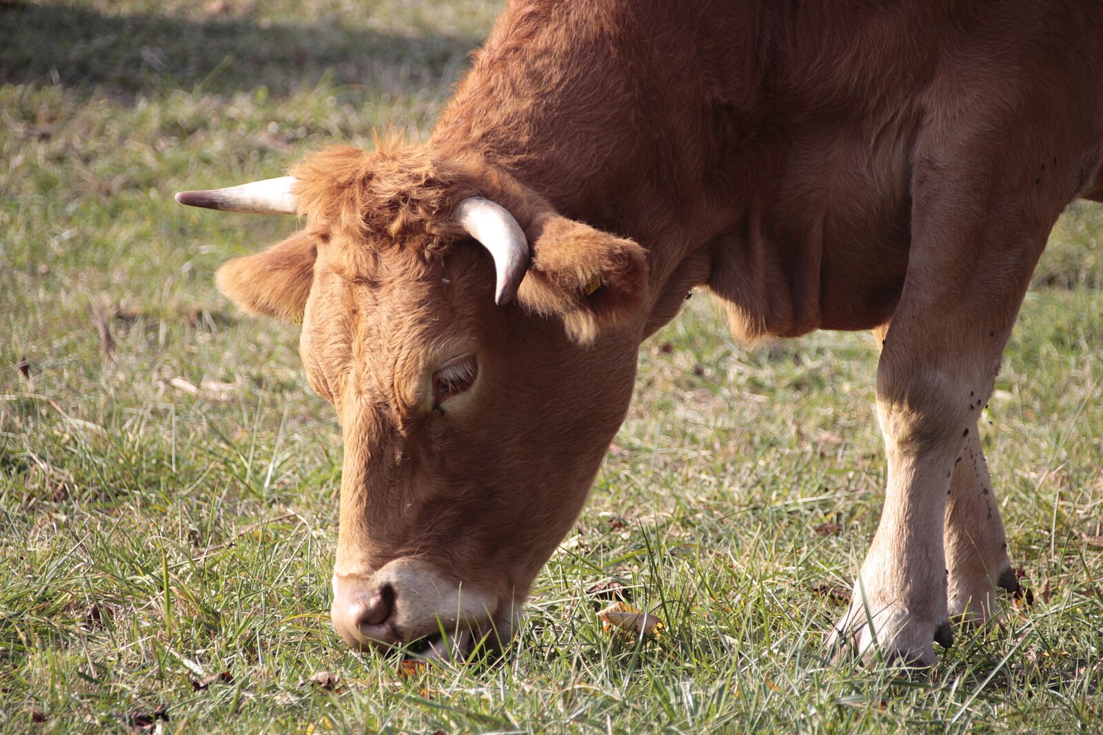 Canon EOS 700D (EOS Rebel T5i / EOS Kiss X7i) sample photo. Cow, animal, cattle photography