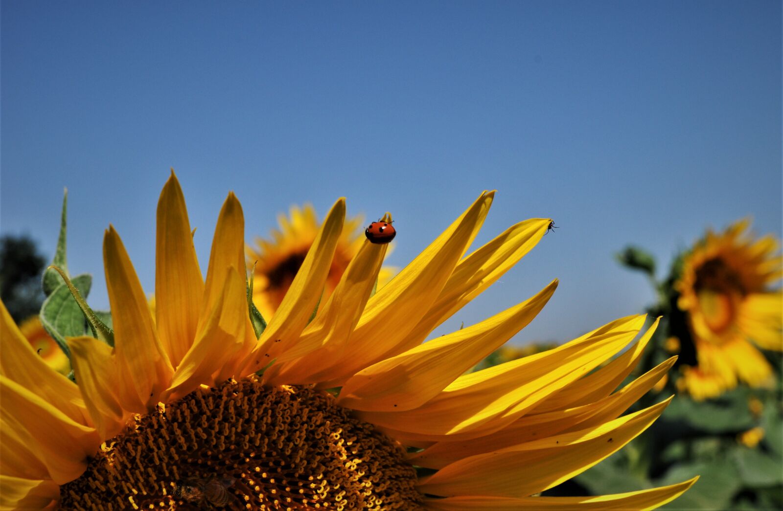Nikon D5000 sample photo. Summer, sunflowers, turns photography