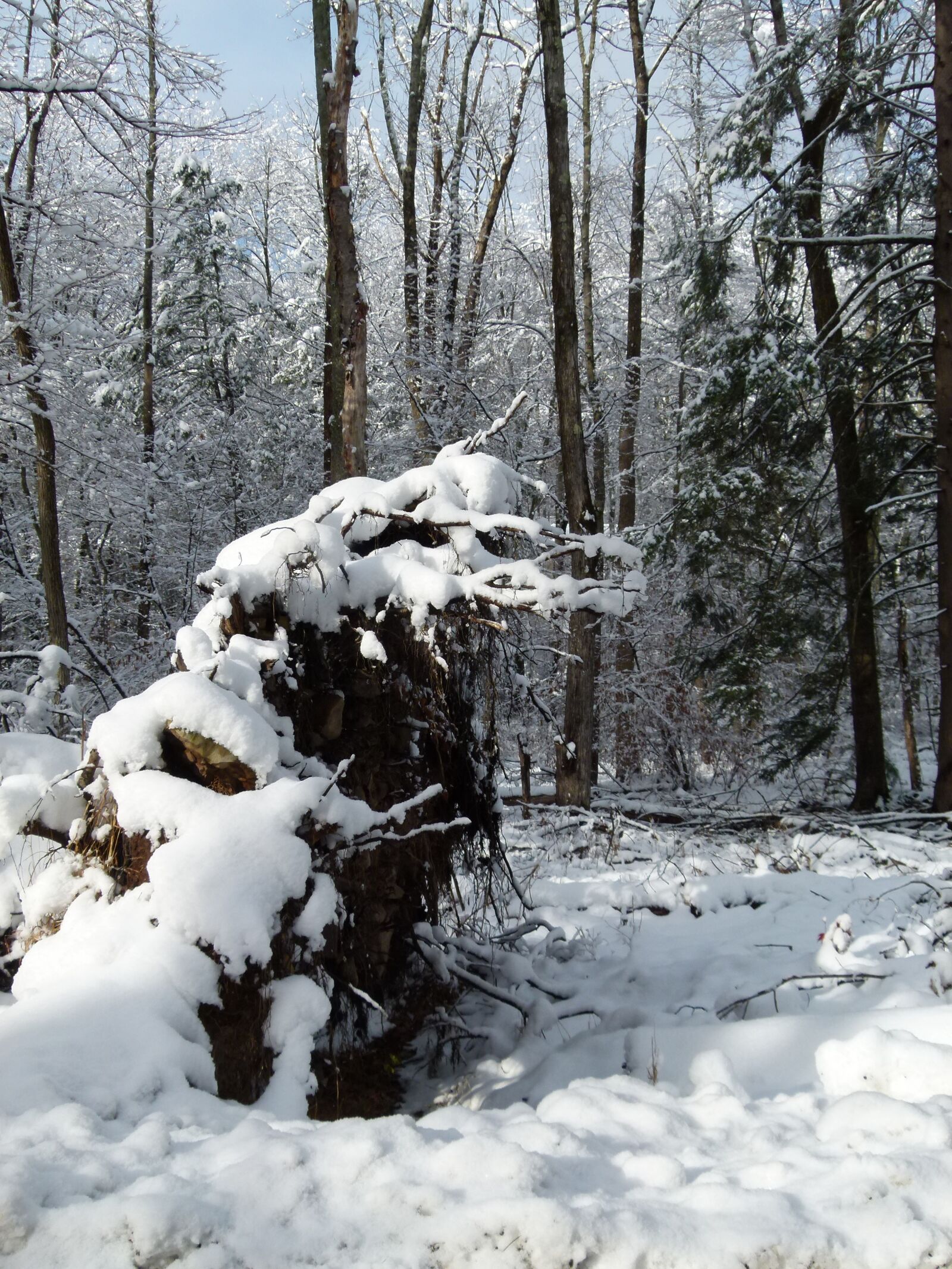 Panasonic Lumix DMC-FZ100 sample photo. Snow, snowfall, winter photography