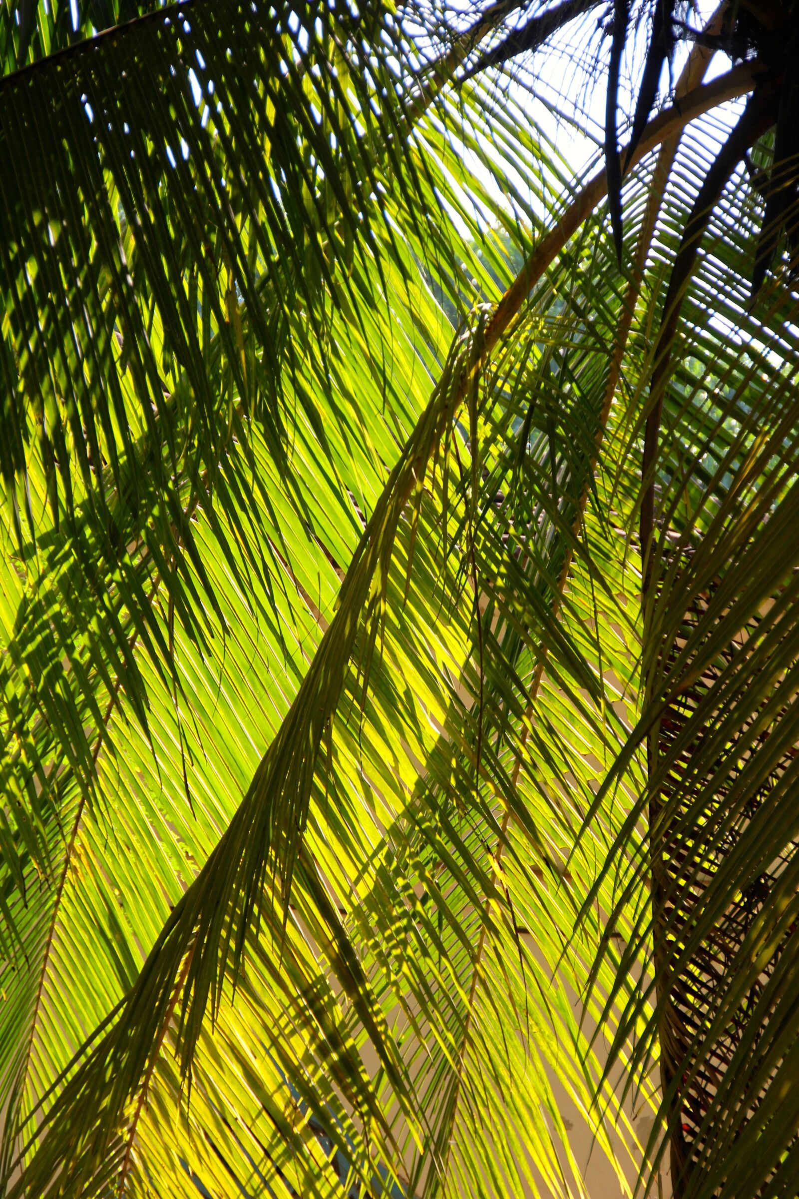 Canon EOS 60D sample photo. Palm, summer, vacations photography