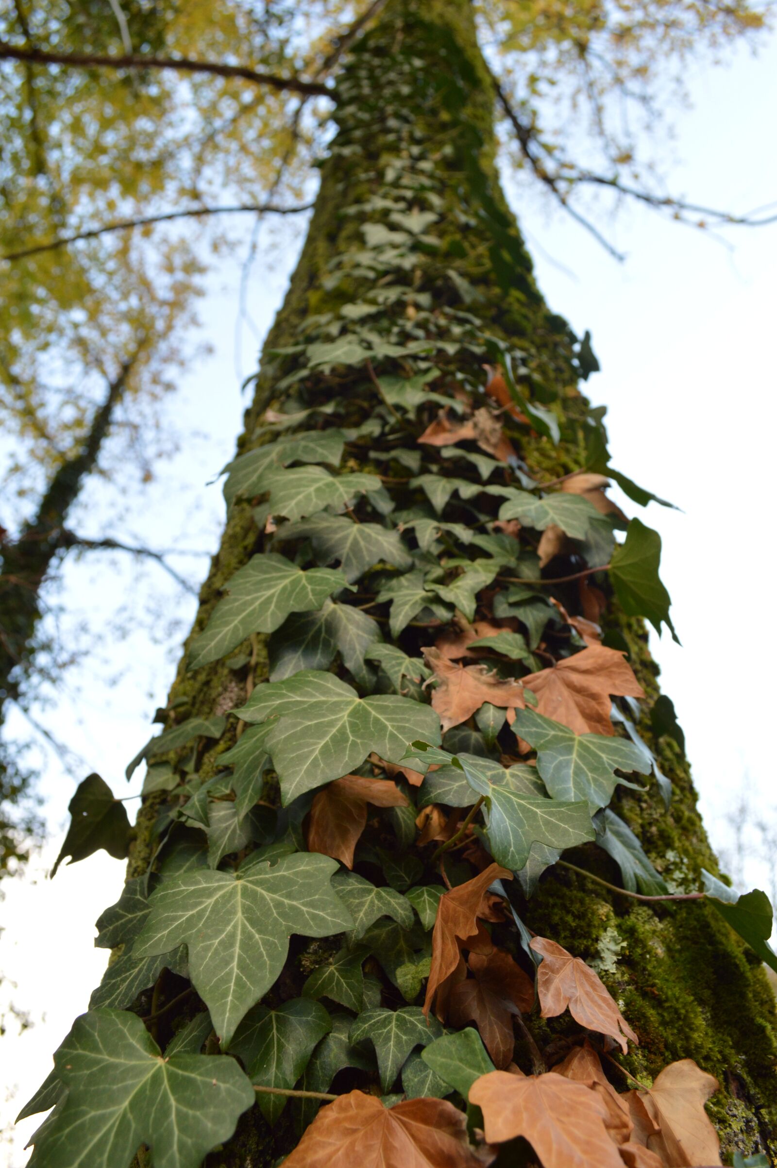 Nikon D3200 sample photo. Nature, fall, tree photography