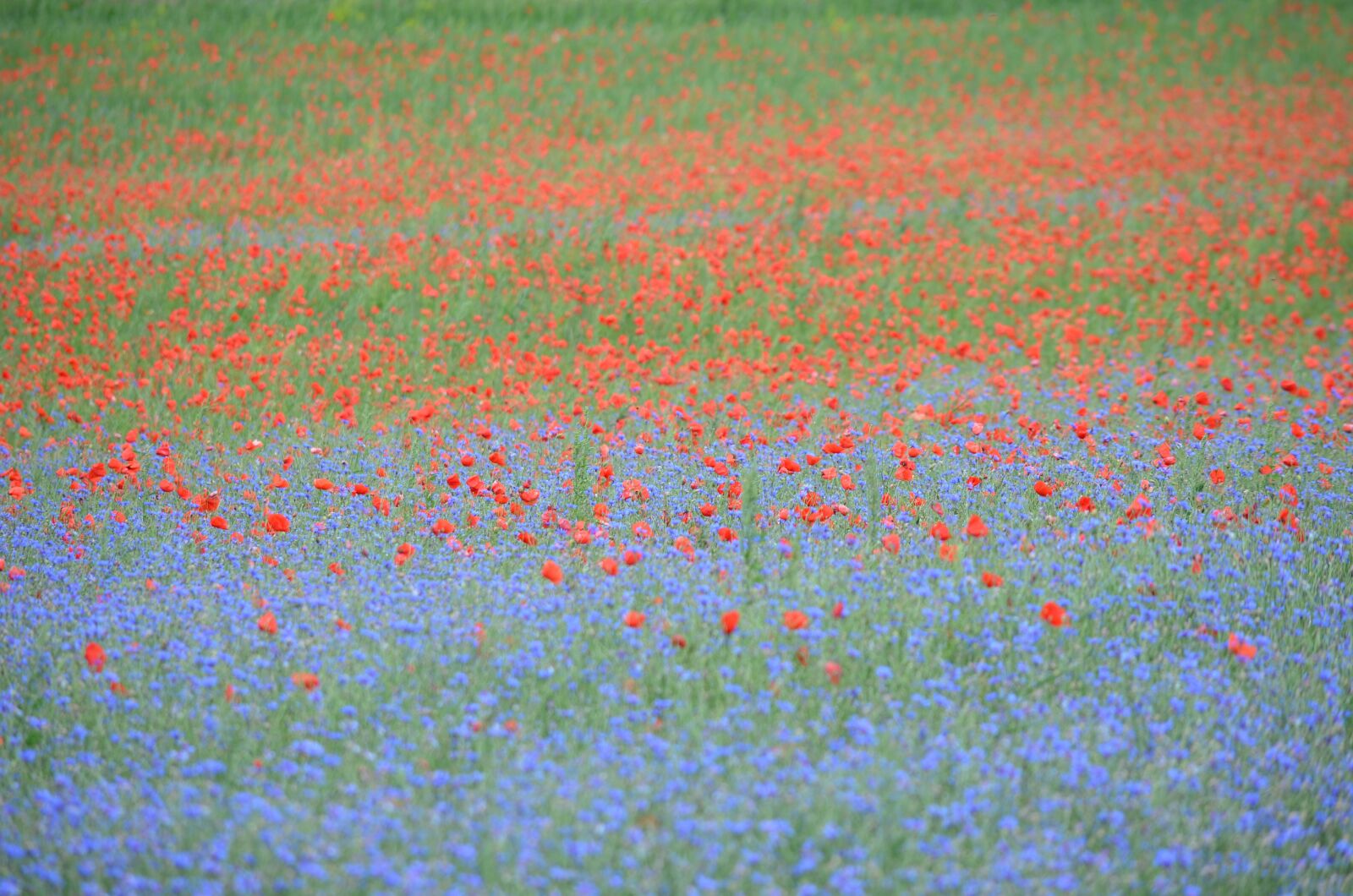 Nikon D5100 sample photo. France, poppy, cornflowers photography