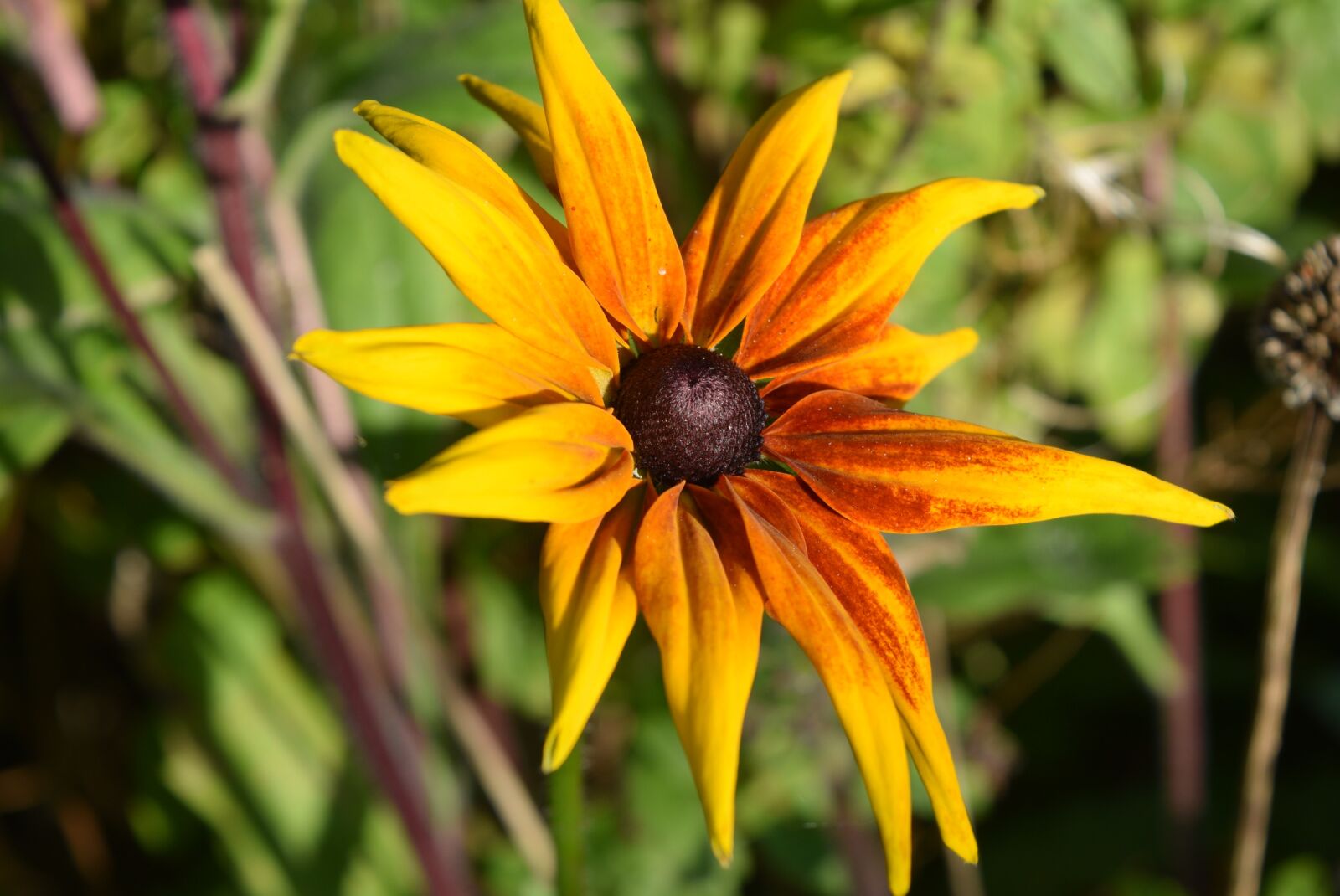 Nikon D5300 sample photo. Nature, flower, plant photography