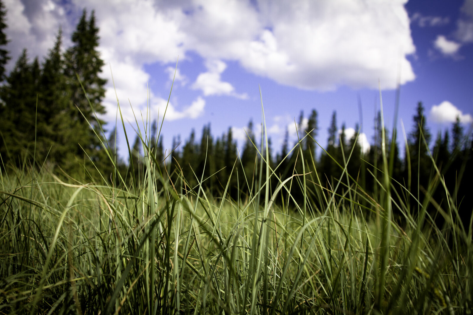Canon EOS 7D + Sigma 24-70mm F2.8 EX DG Macro sample photo. Clouds, grass, nature, straw photography