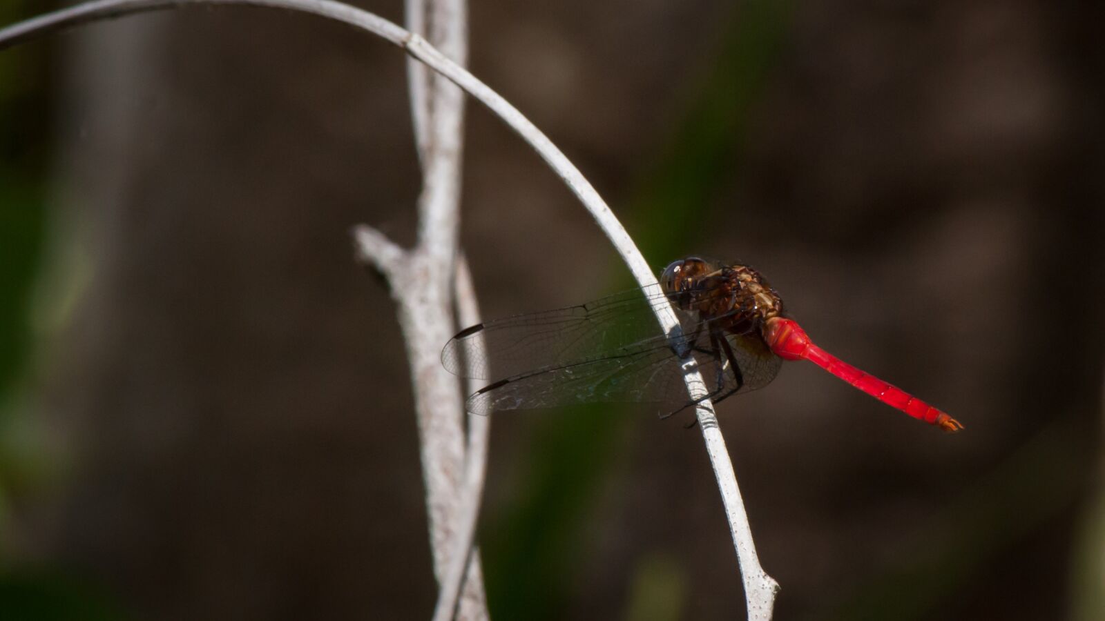 Canon EOS 40D + Canon EF-S 55-250mm F4-5.6 IS II sample photo. Insect, red, on branch photography