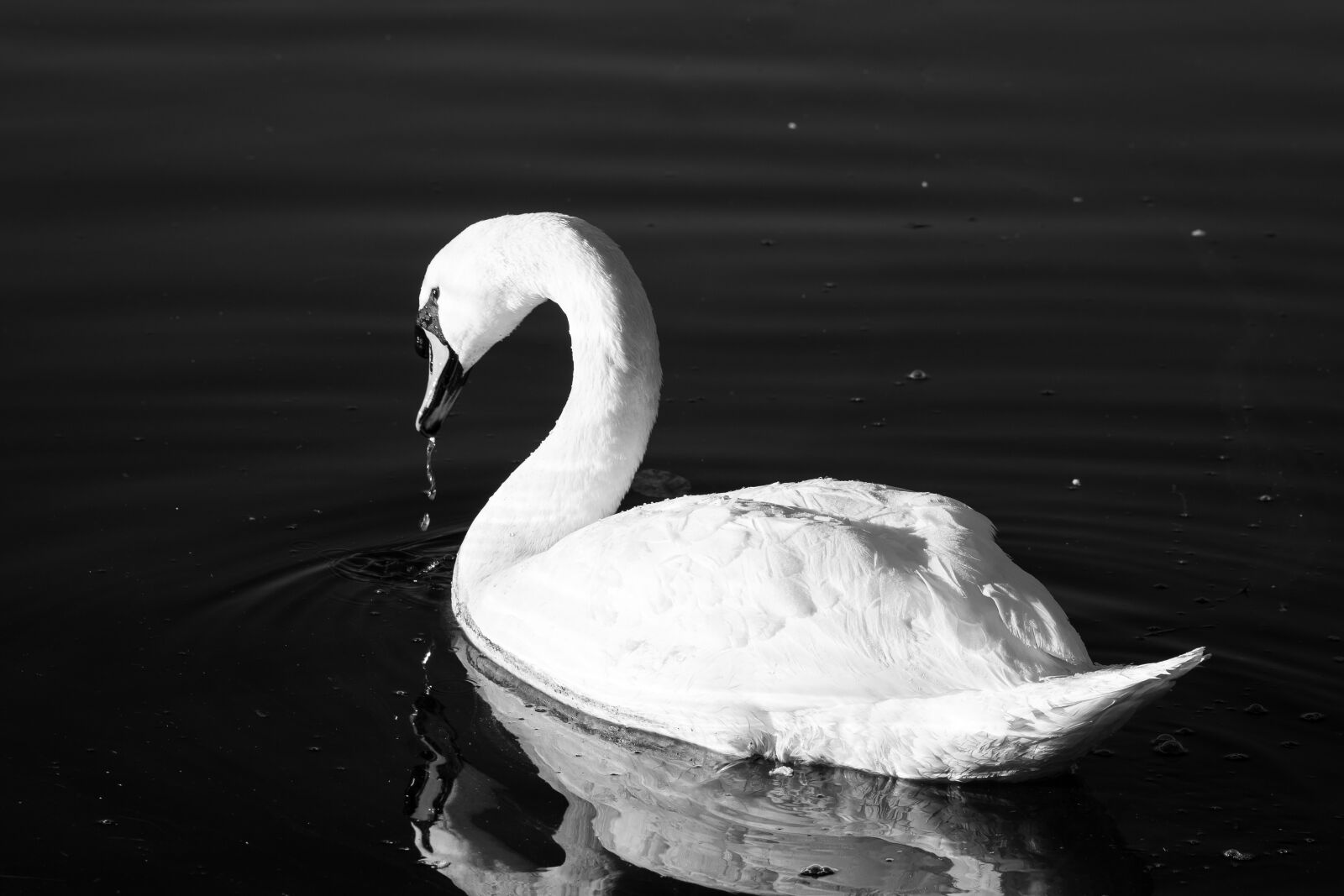 Canon EOS 70D sample photo. Web, ice, winter photography