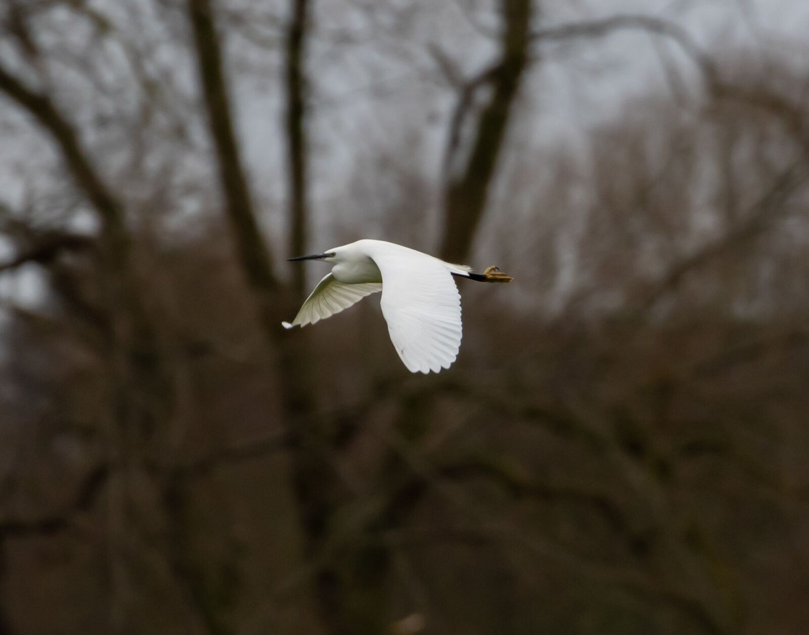 Canon EOS 7D Mark II sample photo. Egret in flight, flying photography