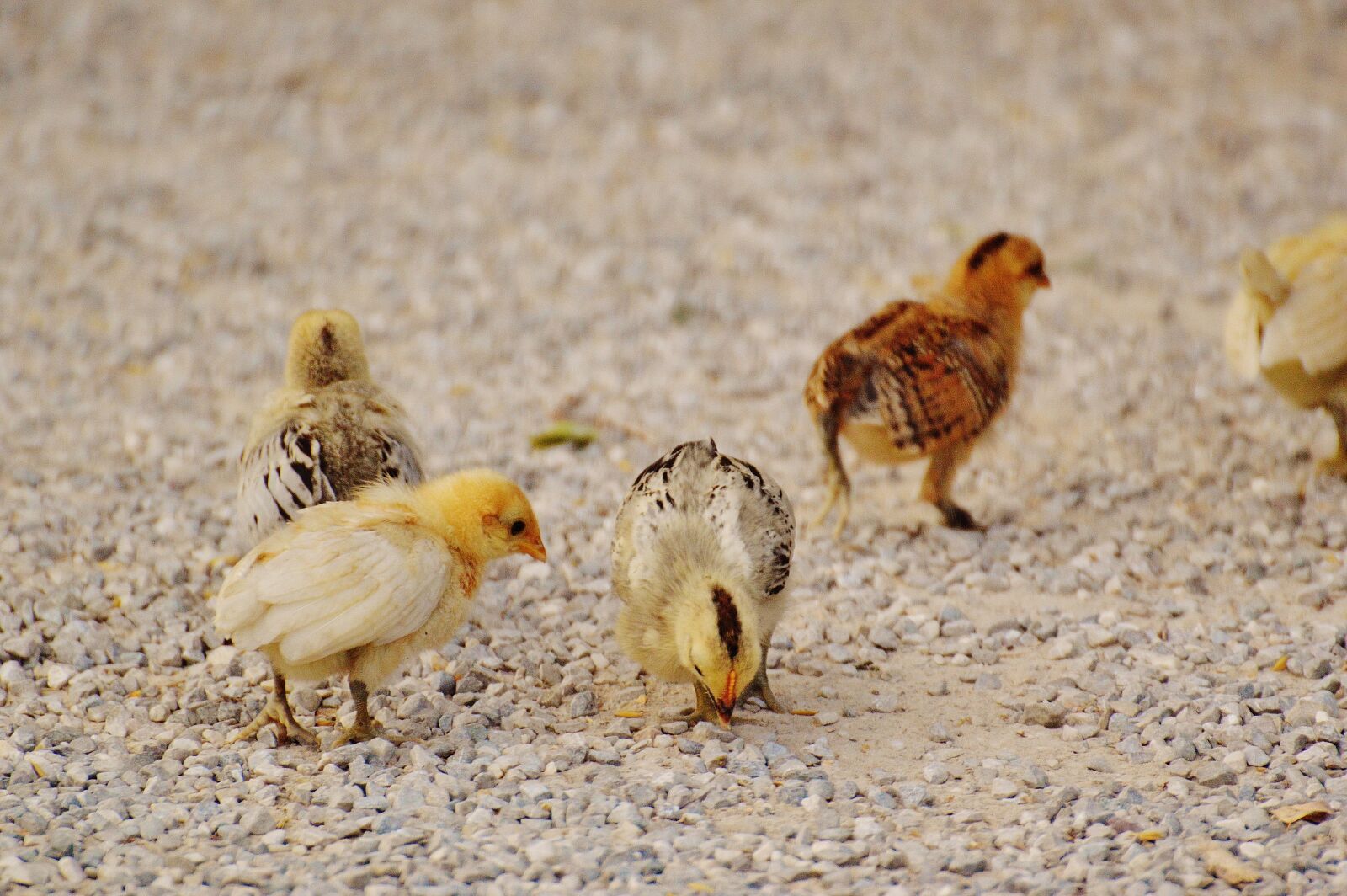 Nikon D3200 sample photo. Chicks, chicken, small photography