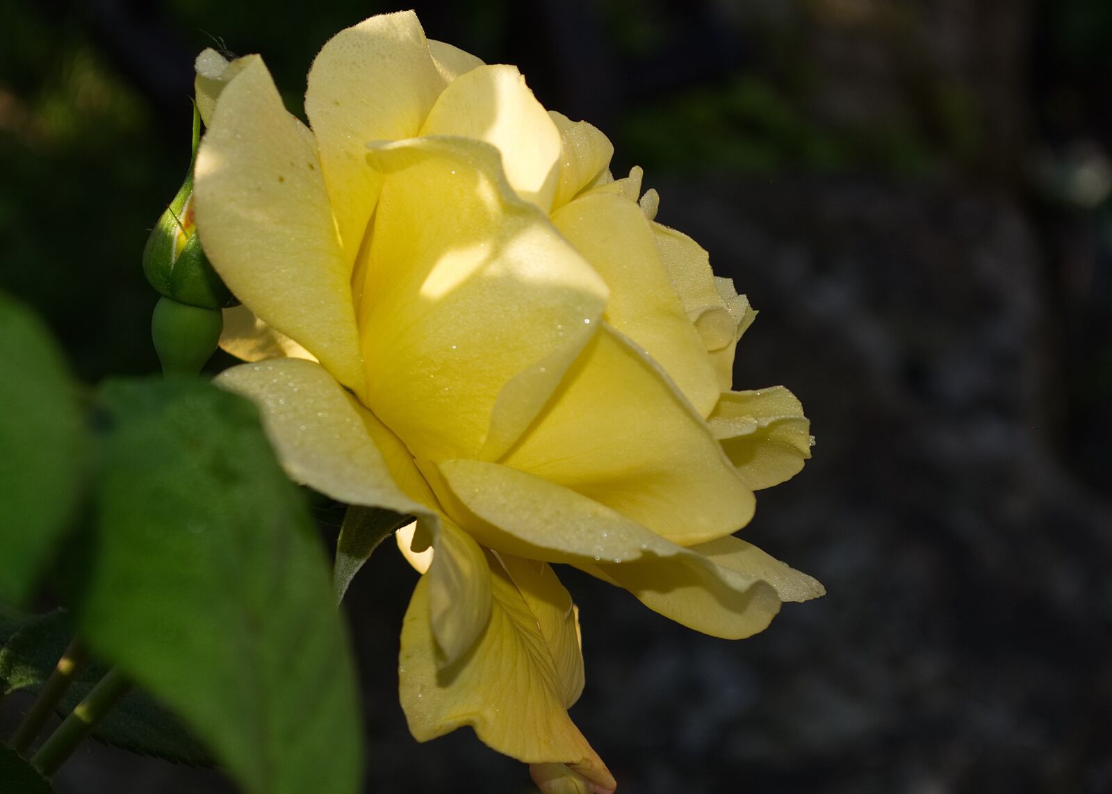 Nikon D5200 sample photo. Flower, rose, yellow photography