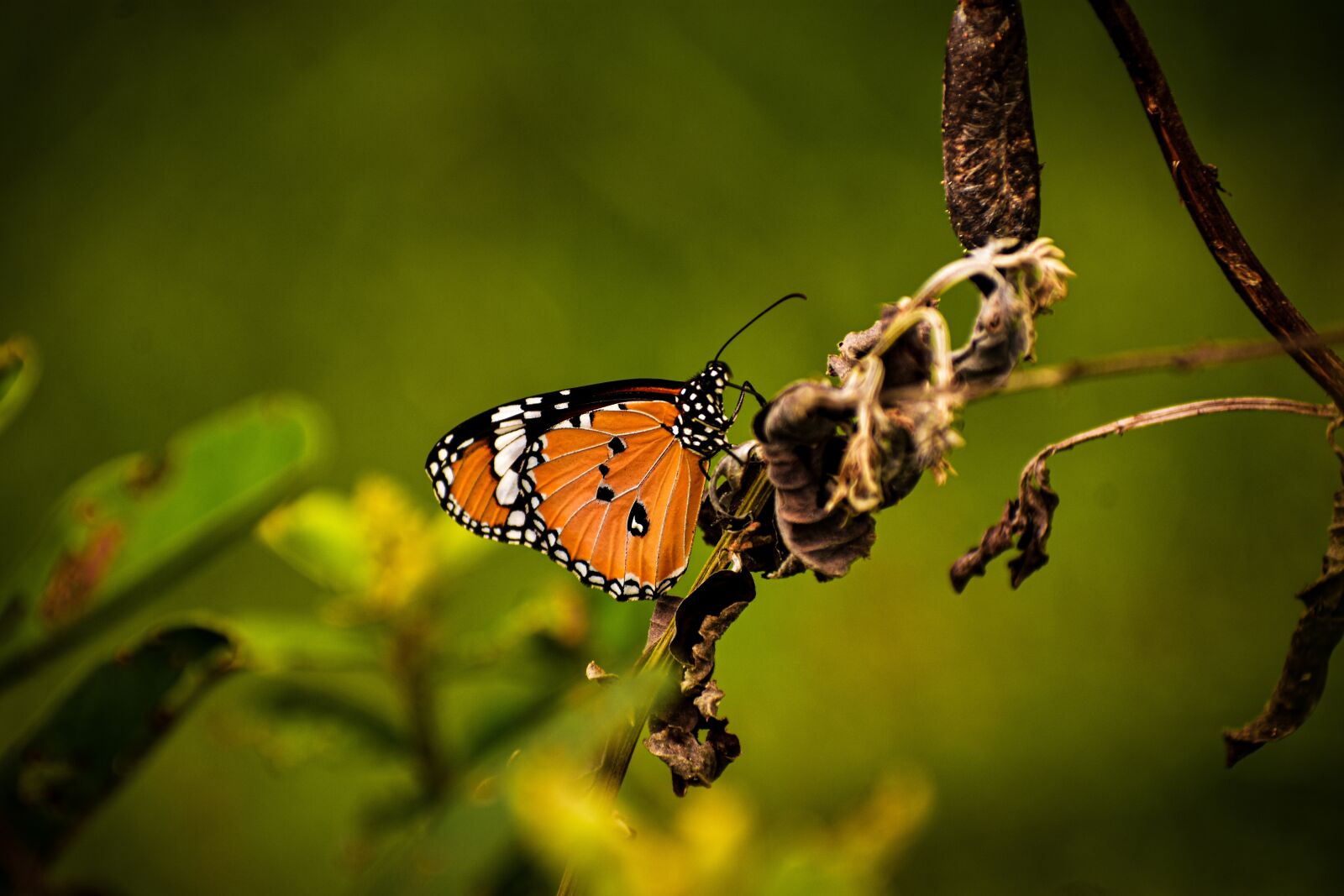 Nikon D3400 sample photo. Butterfly, bird, insect photography
