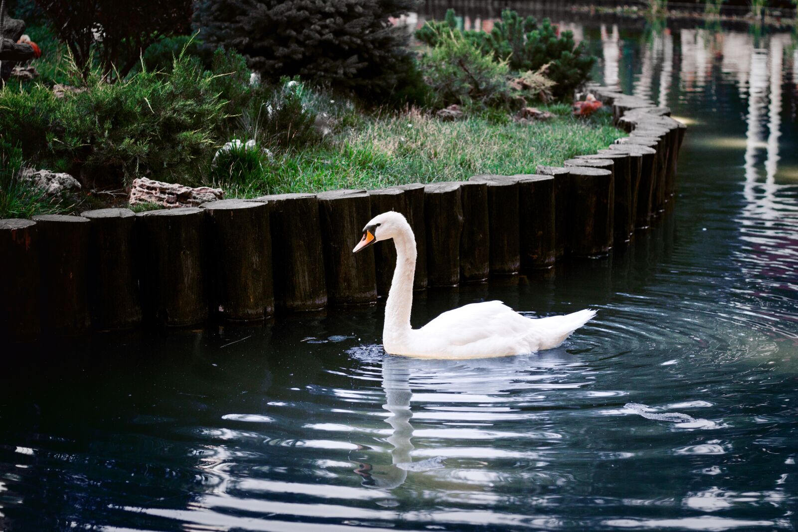 Canon EOS 600D (Rebel EOS T3i / EOS Kiss X5) + Canon EF 50mm F1.8 STM sample photo. Swan, park, nature photography