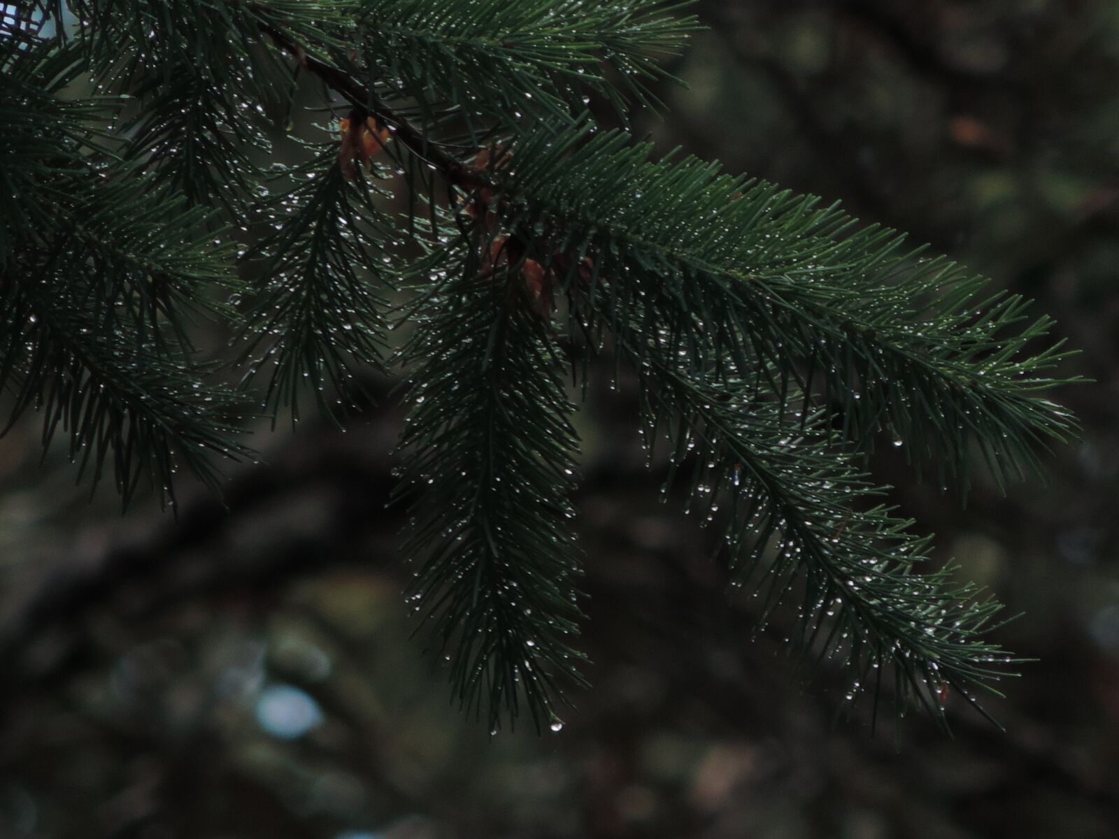 Nikon Coolpix P520 sample photo. Douglas fir, drip, pine photography