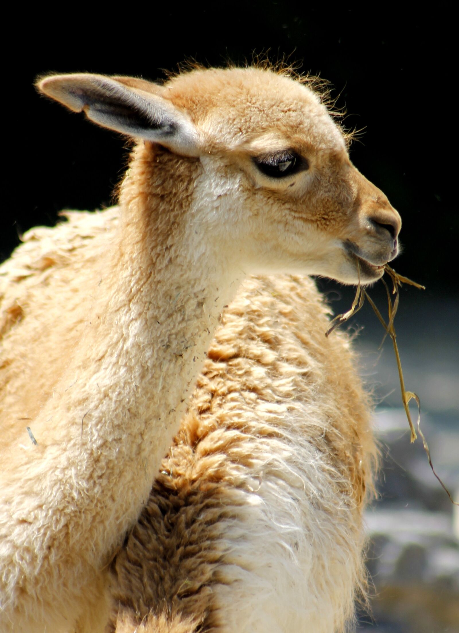 Canon EF 75-300mm f/4-5.6 sample photo. Lama, zoo, animal world photography