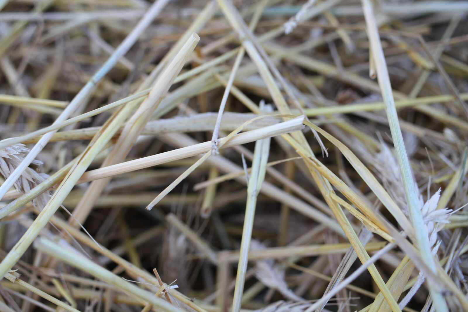 Canon EOS 550D (EOS Rebel T2i / EOS Kiss X4) sample photo. Agriculture, field, wheat photography