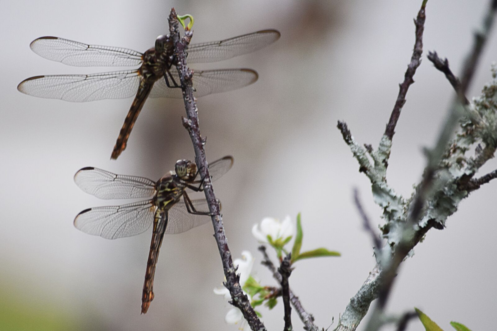 Nikon D3300 sample photo. Dragonfly, dragonflies, branch photography