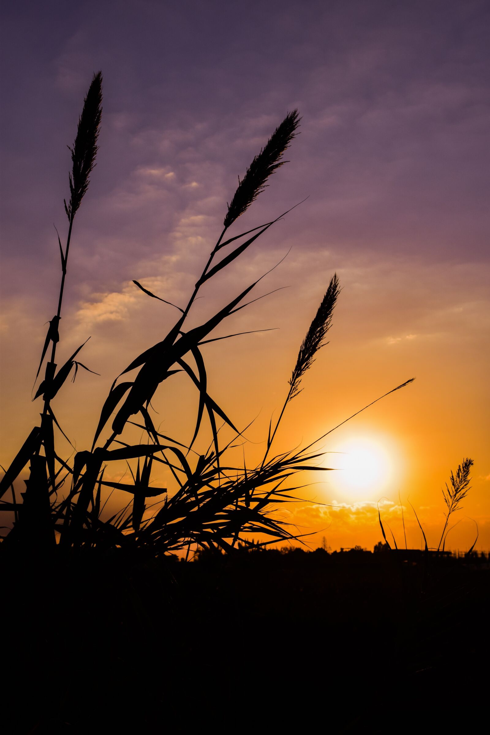Nikon D3300 sample photo. Reeds, sun, sunset photography