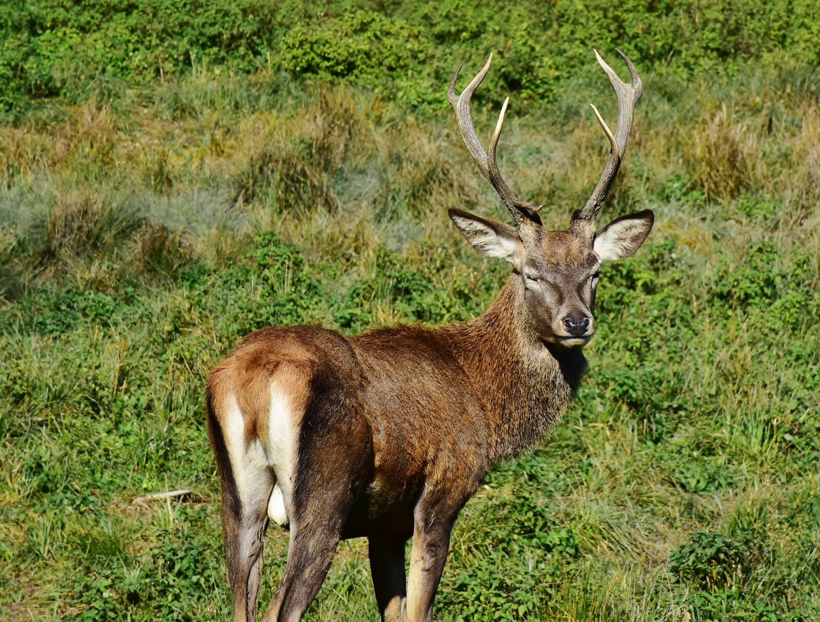 Nikon D7200 sample photo. Wild, hirsch, antler photography
