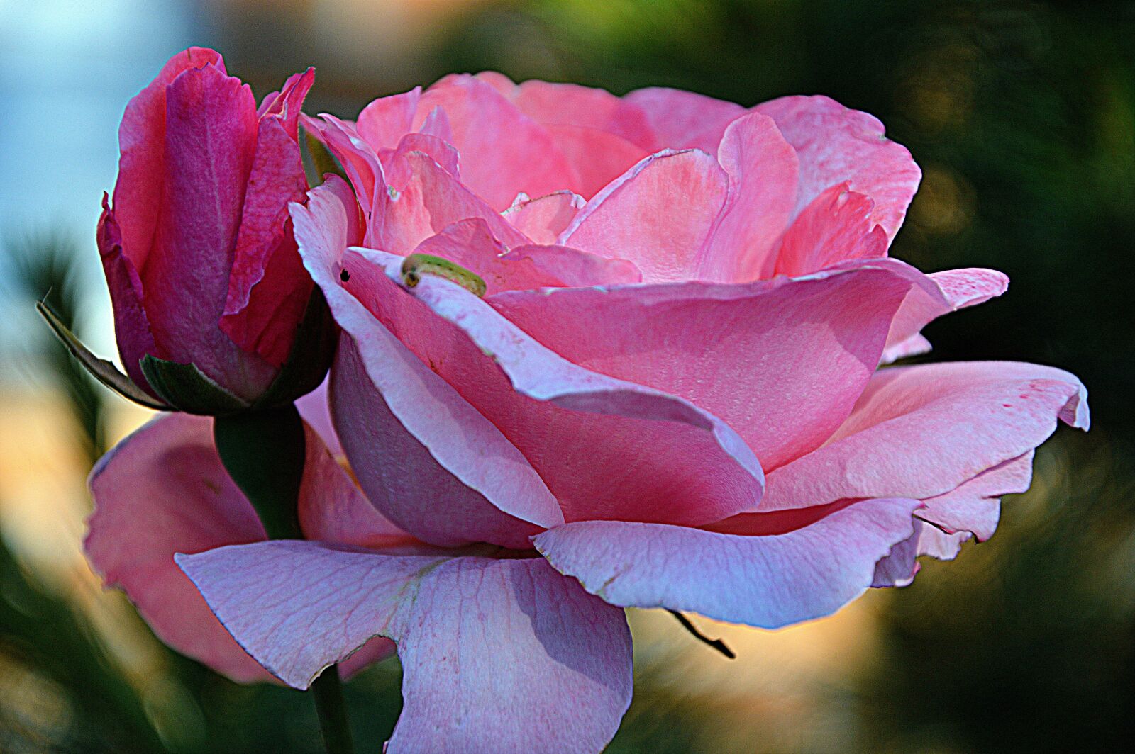 Nikon D3200 sample photo. Flower, rose, nature photography