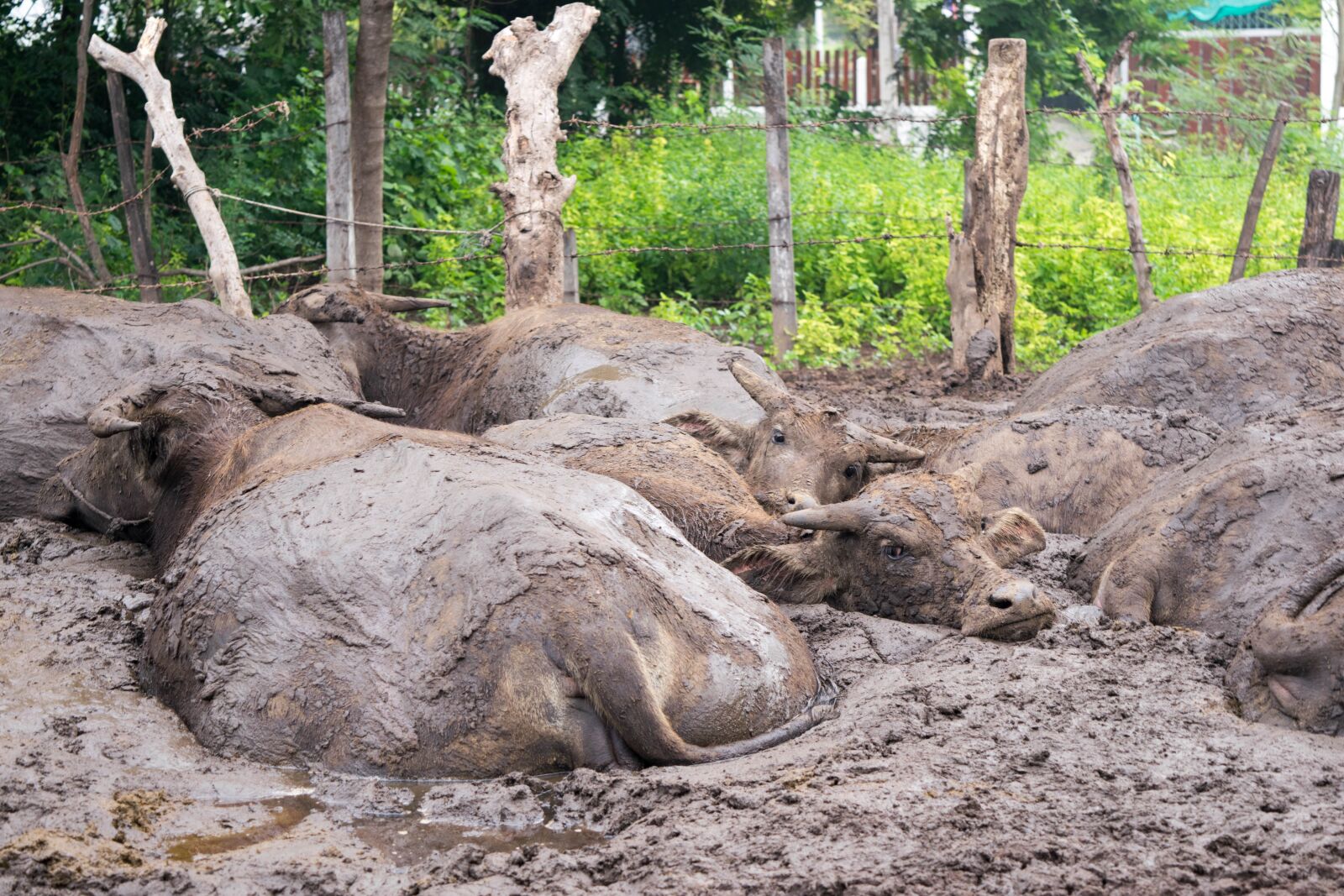 Nikon D3300 sample photo. Buffalo, outside of the photography