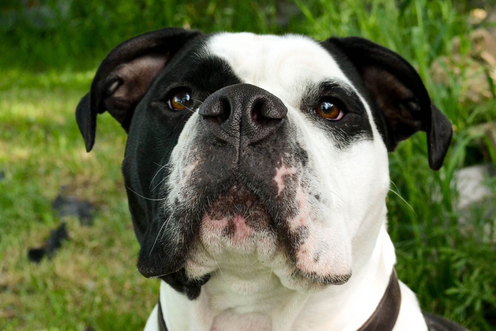 Nikon D3100 sample photo. Bulldog, dog, animal photography