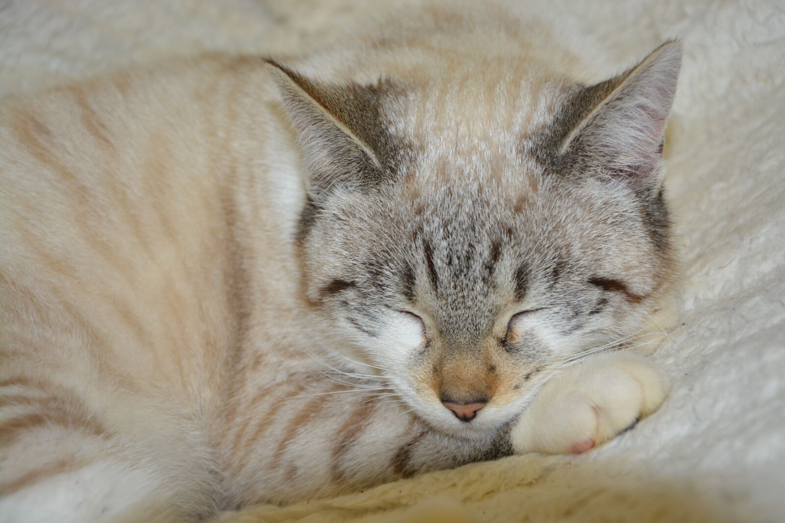 Nikon D5200 sample photo. Cat, cat sleep, pussy photography