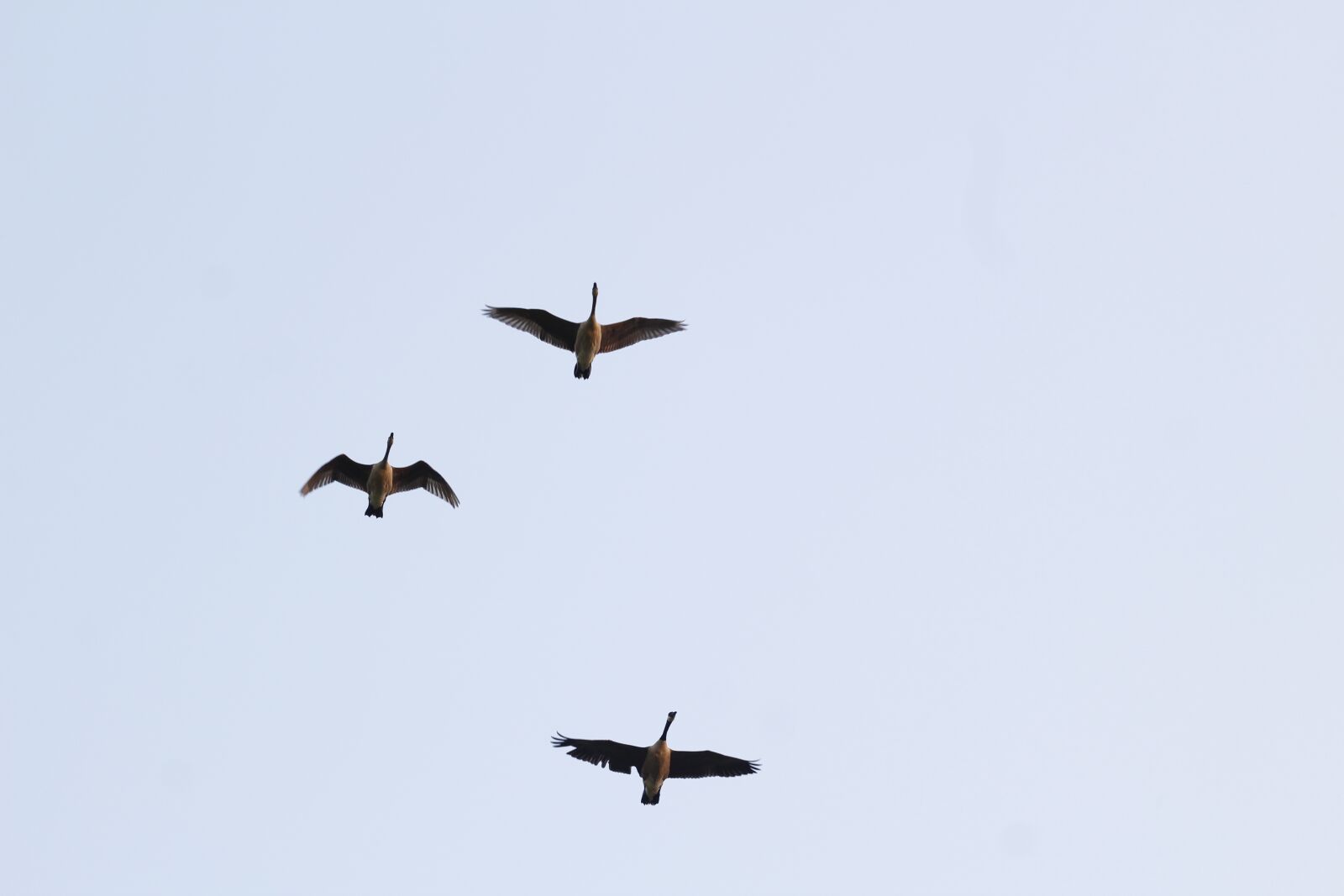 Canon EOS 1200D (EOS Rebel T5 / EOS Kiss X70 / EOS Hi) + Canon EF 50mm F1.8 STM sample photo. Birds, nature, swan photography