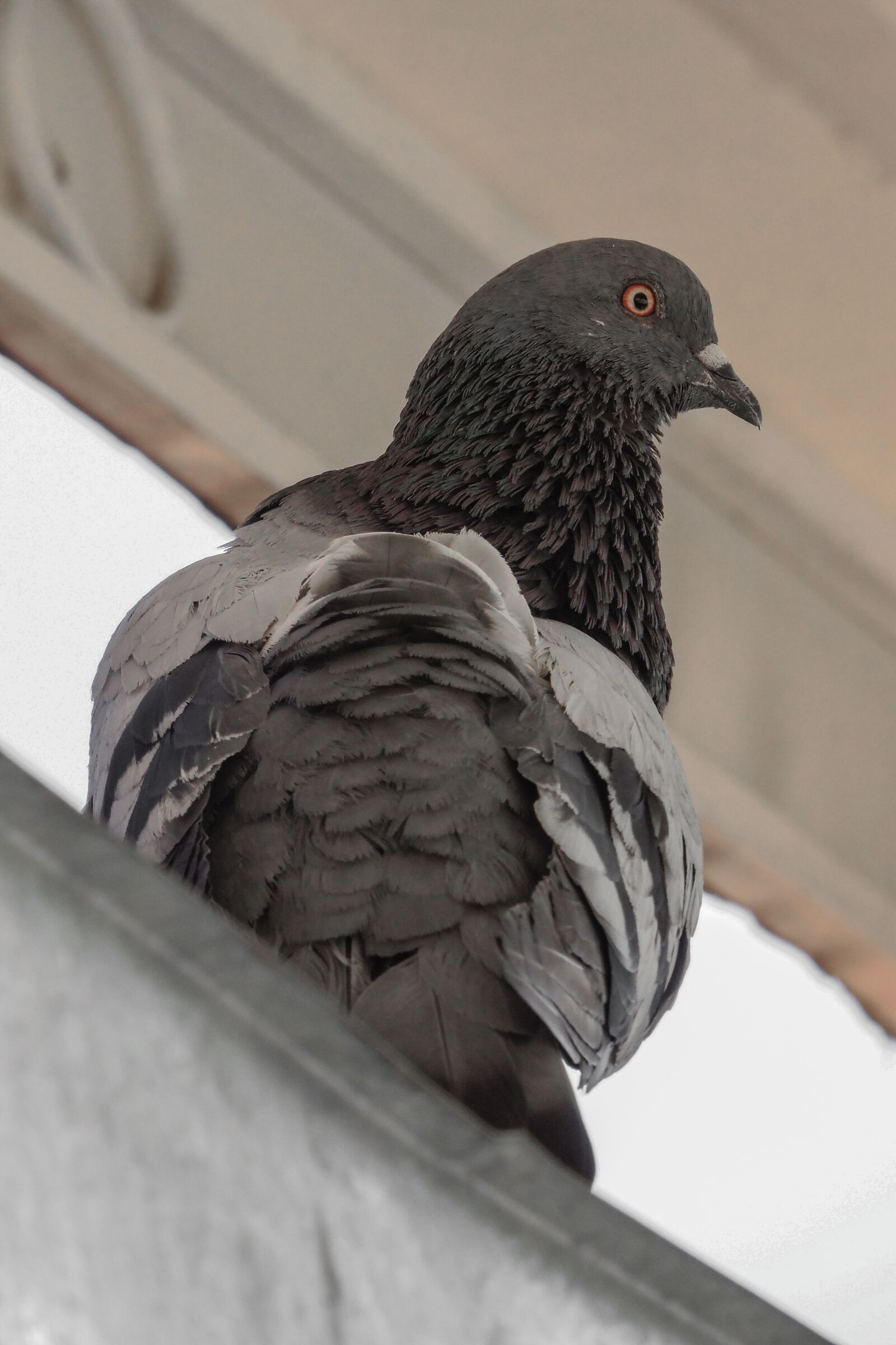 Samsung WB2200F sample photo. Squab, bird, birds photography