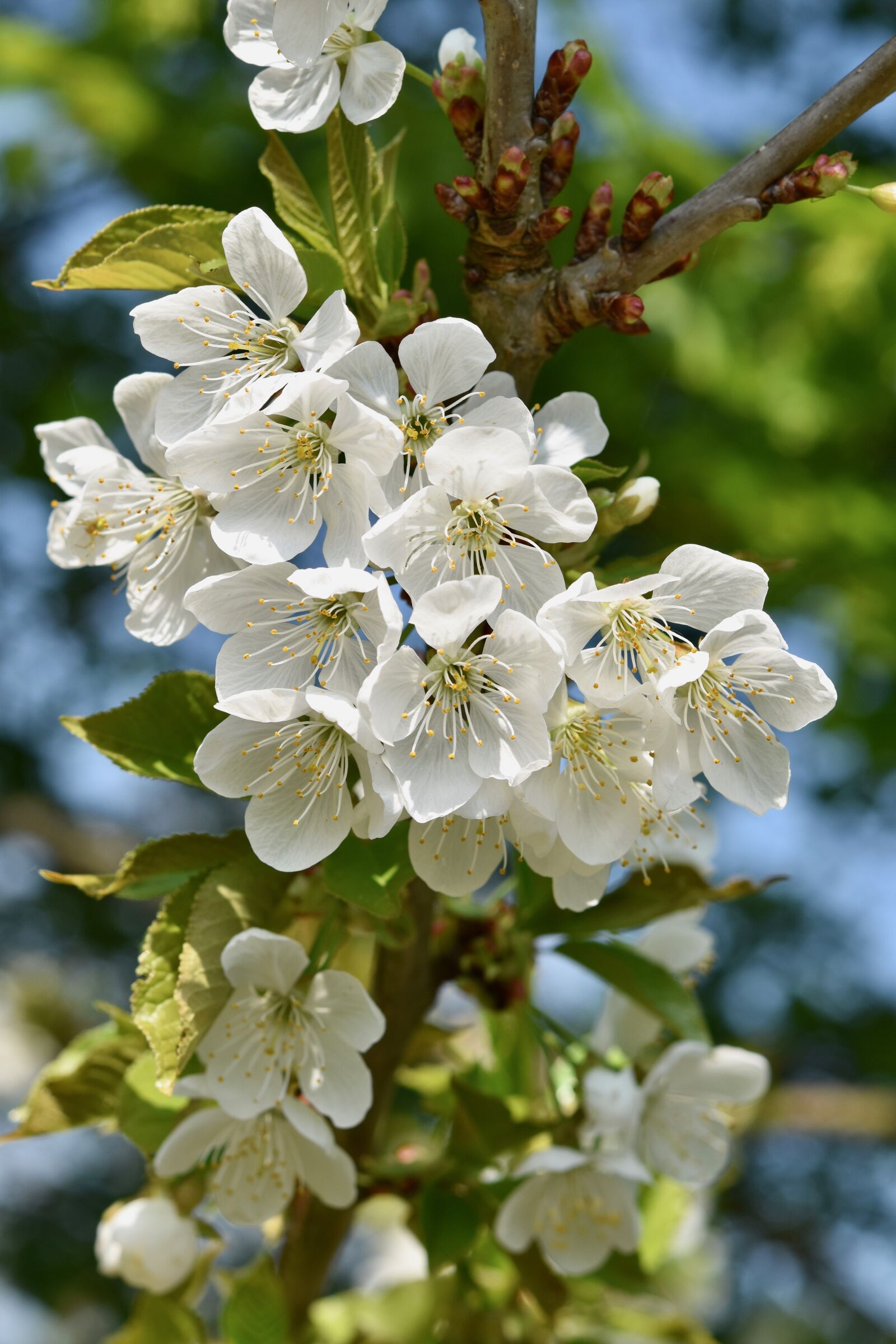 Nikon D5600 sample photo. Flowers, flowers of apple photography