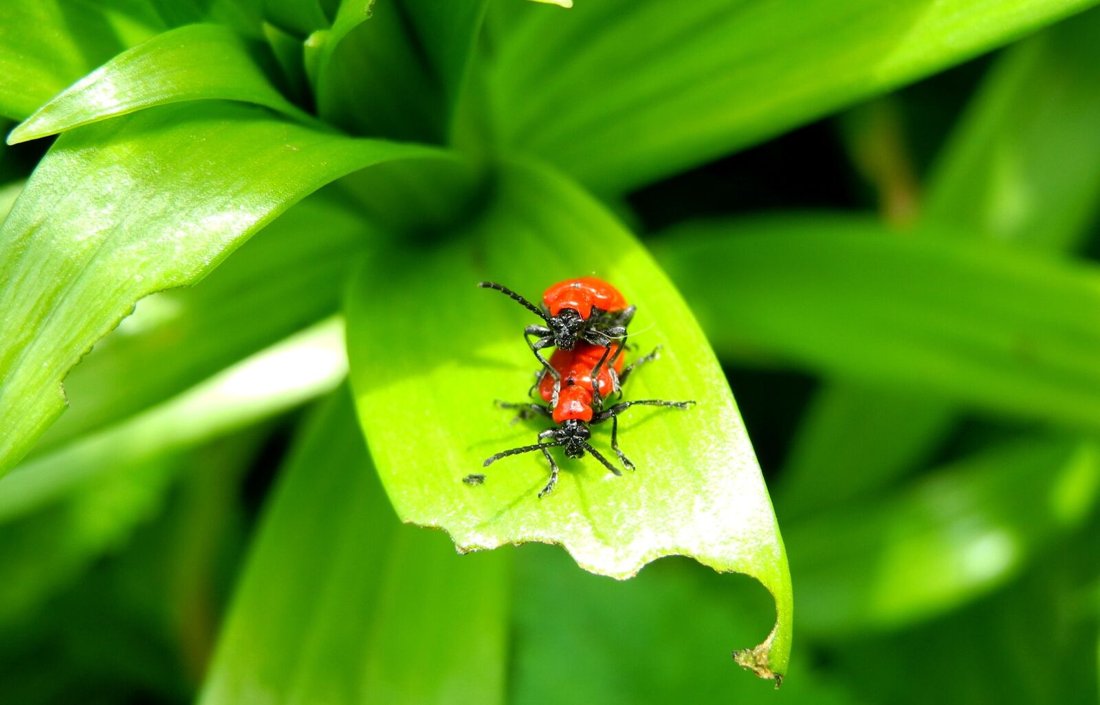 Nikon Coolpix P7000 sample photo. Beetle, lily beetle, red photography
