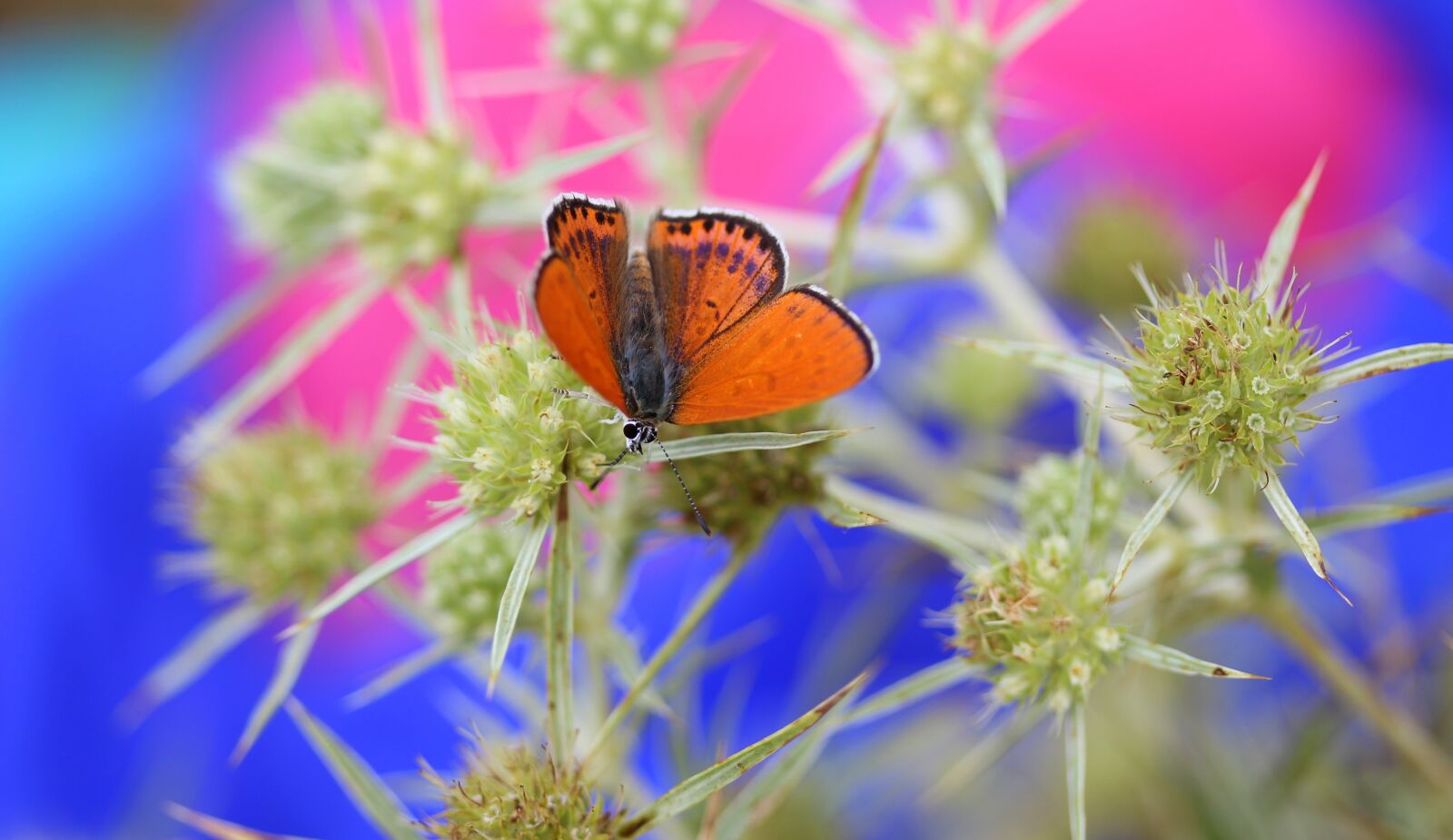 Canon EF-S 60mm F2.8 Macro USM sample photo. Butterfly, red, insecta photography