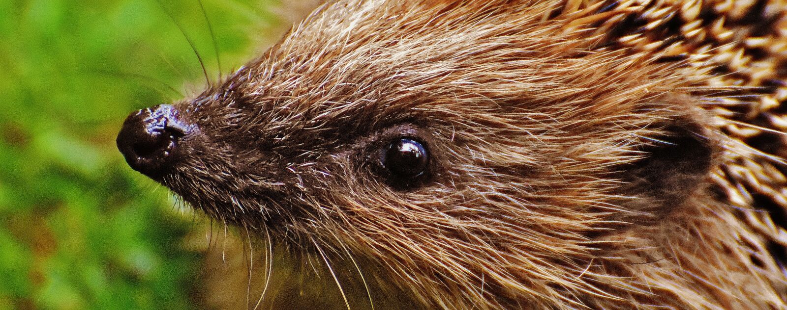 Nikon D7200 sample photo. Hedgehog child, young hedgehog photography