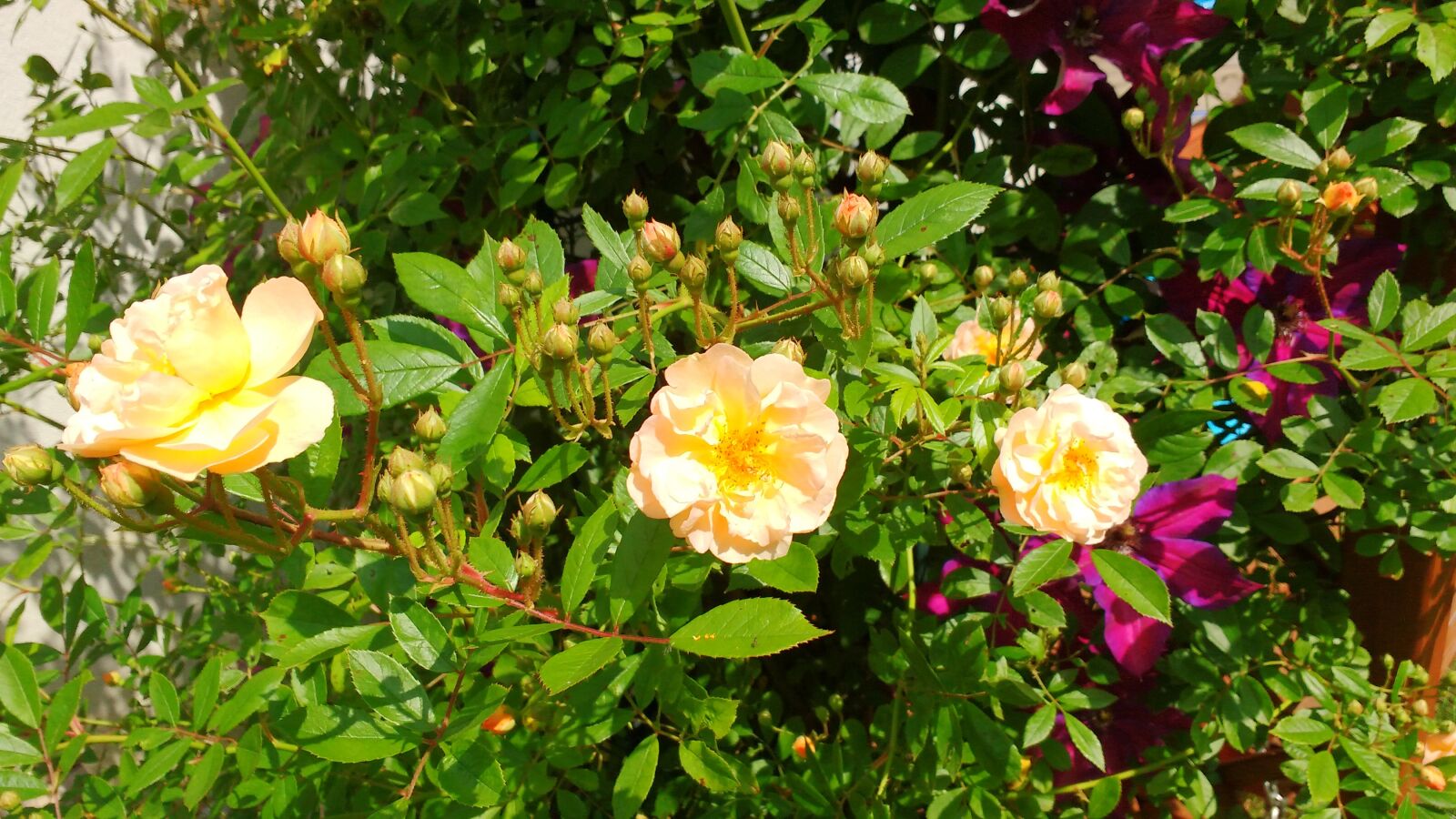 Motorola MotoG3 sample photo. Roses, bouquet of flowers photography