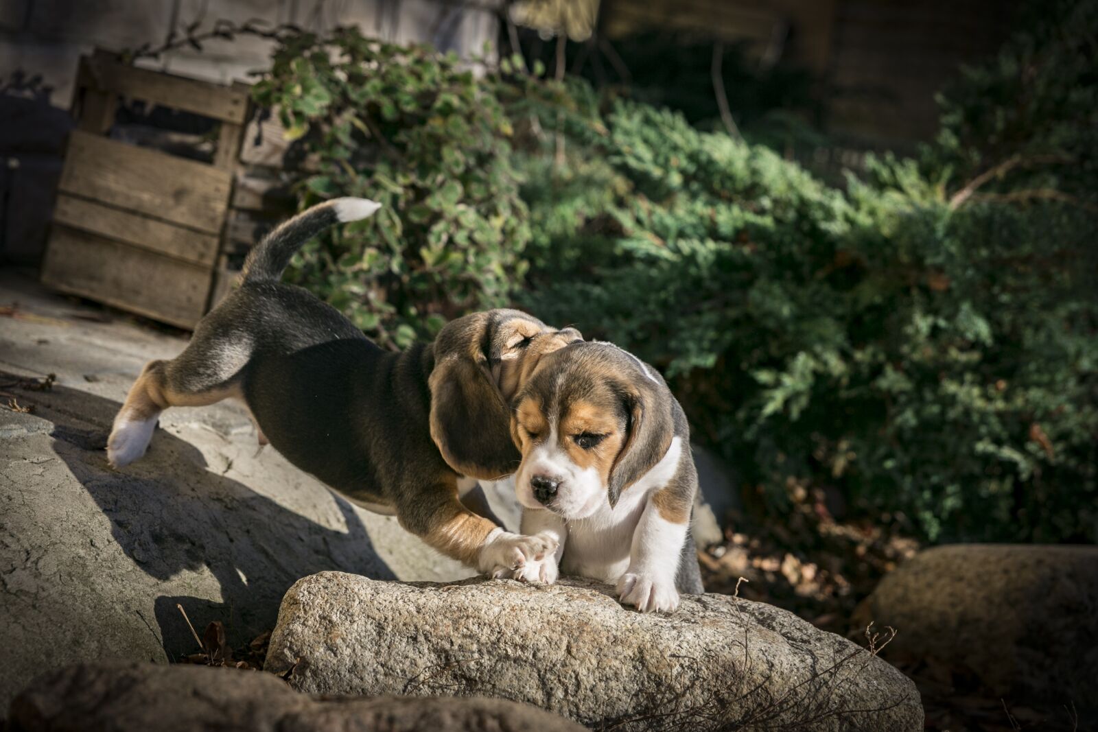 Canon EOS 5D Mark III sample photo. Dog, puppy, beagle photography