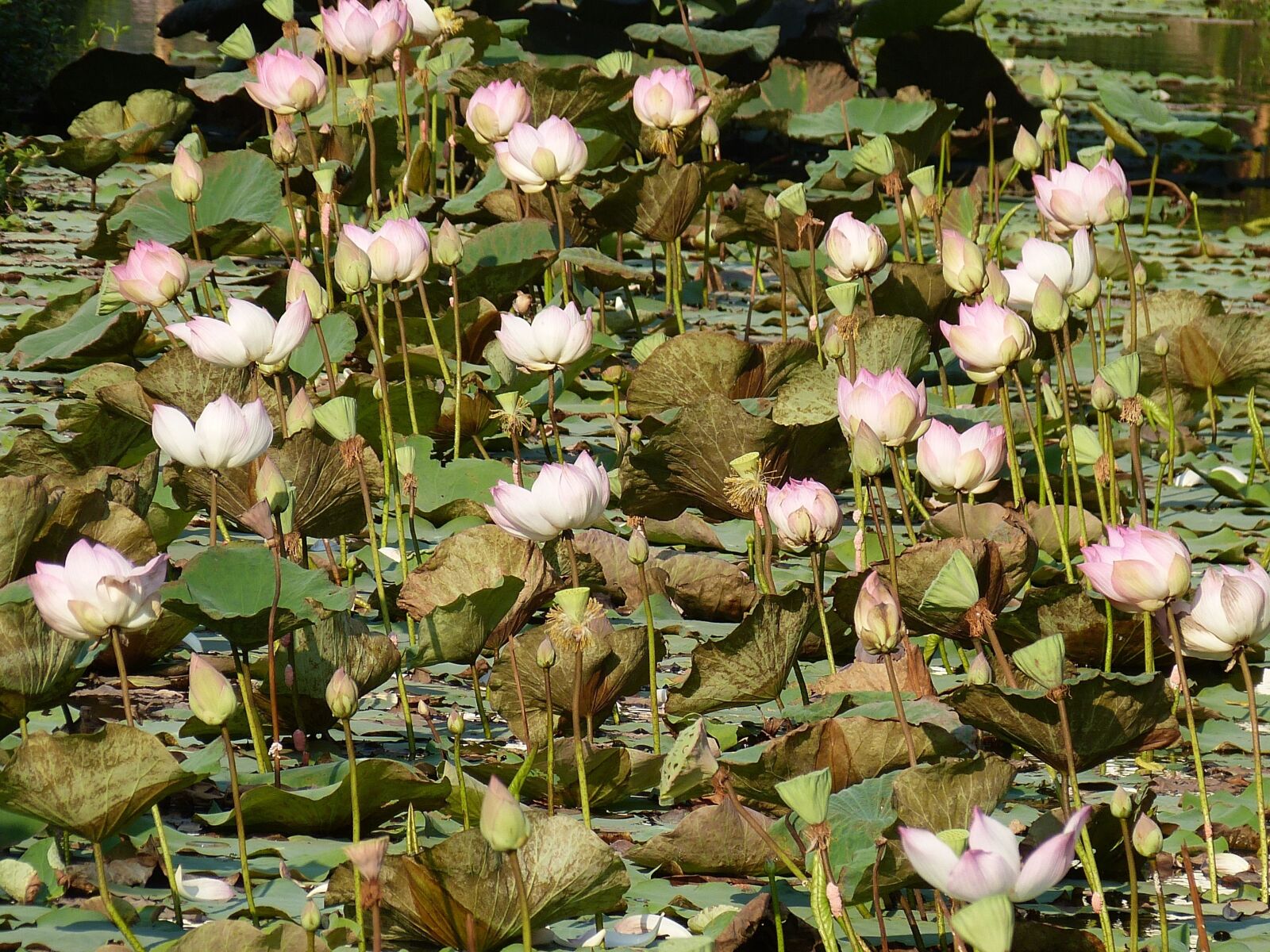 Panasonic Lumix DMC-FZ150 sample photo. Lotus, vietnam, asia photography