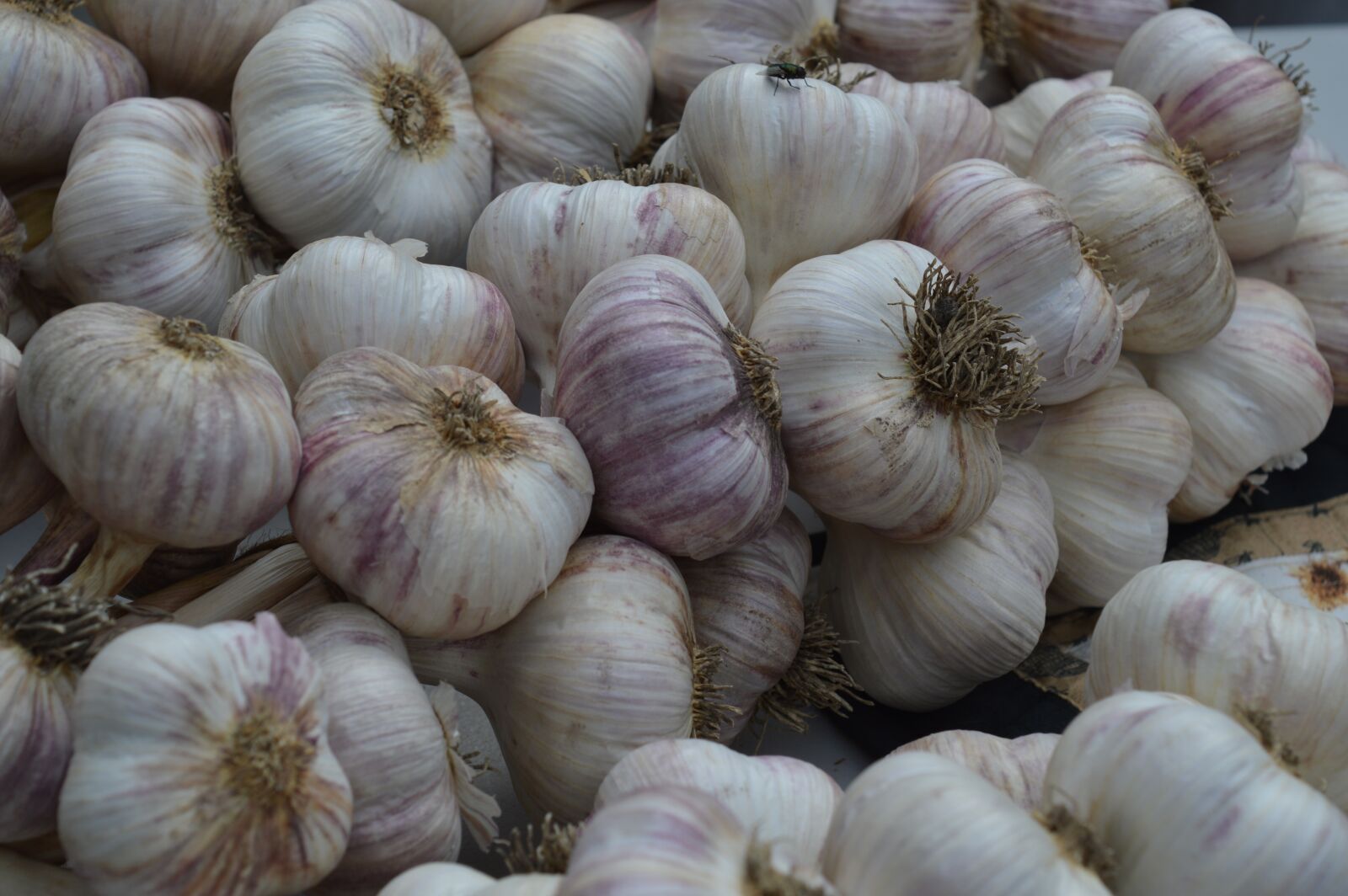 Nikon D3200 sample photo. Garlic, spice, market photography