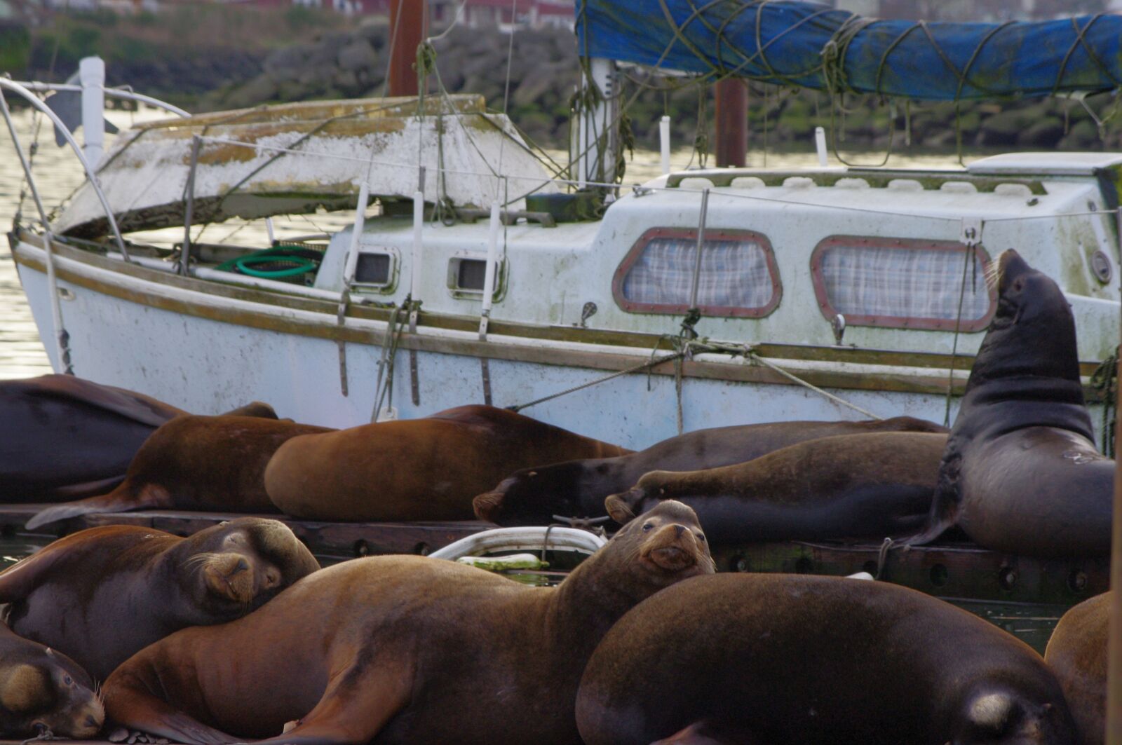 Pentax K-x sample photo. Sea lion, dock, animal photography