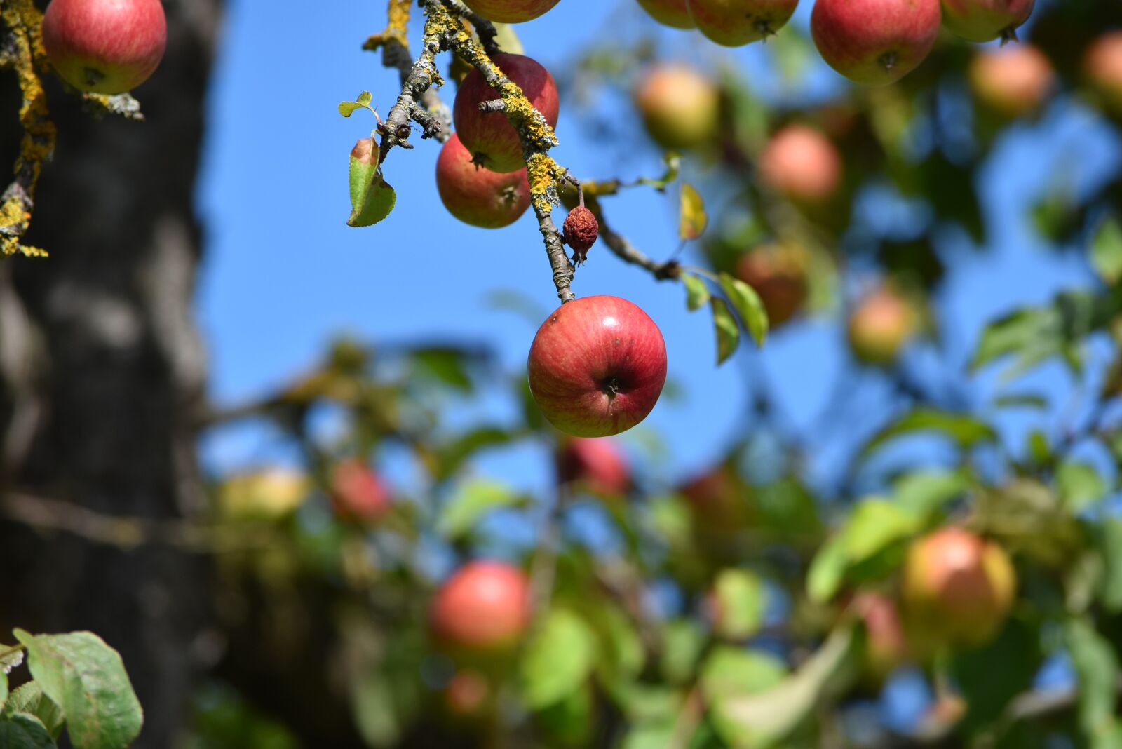 Nikon D5500 sample photo. Apples, fruits, tree photography