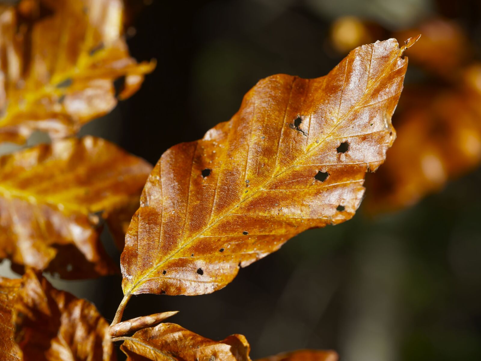 Olympus M.Zuiko Digital ED 60mm F2.8 Macro sample photo. Leaves, fall, autumn leaf photography