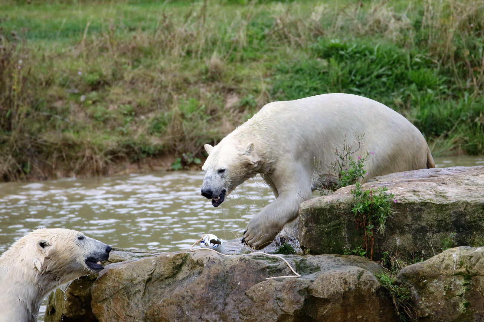 Canon EOS 7D Mark II sample photo. Polar bear, white, bear photography