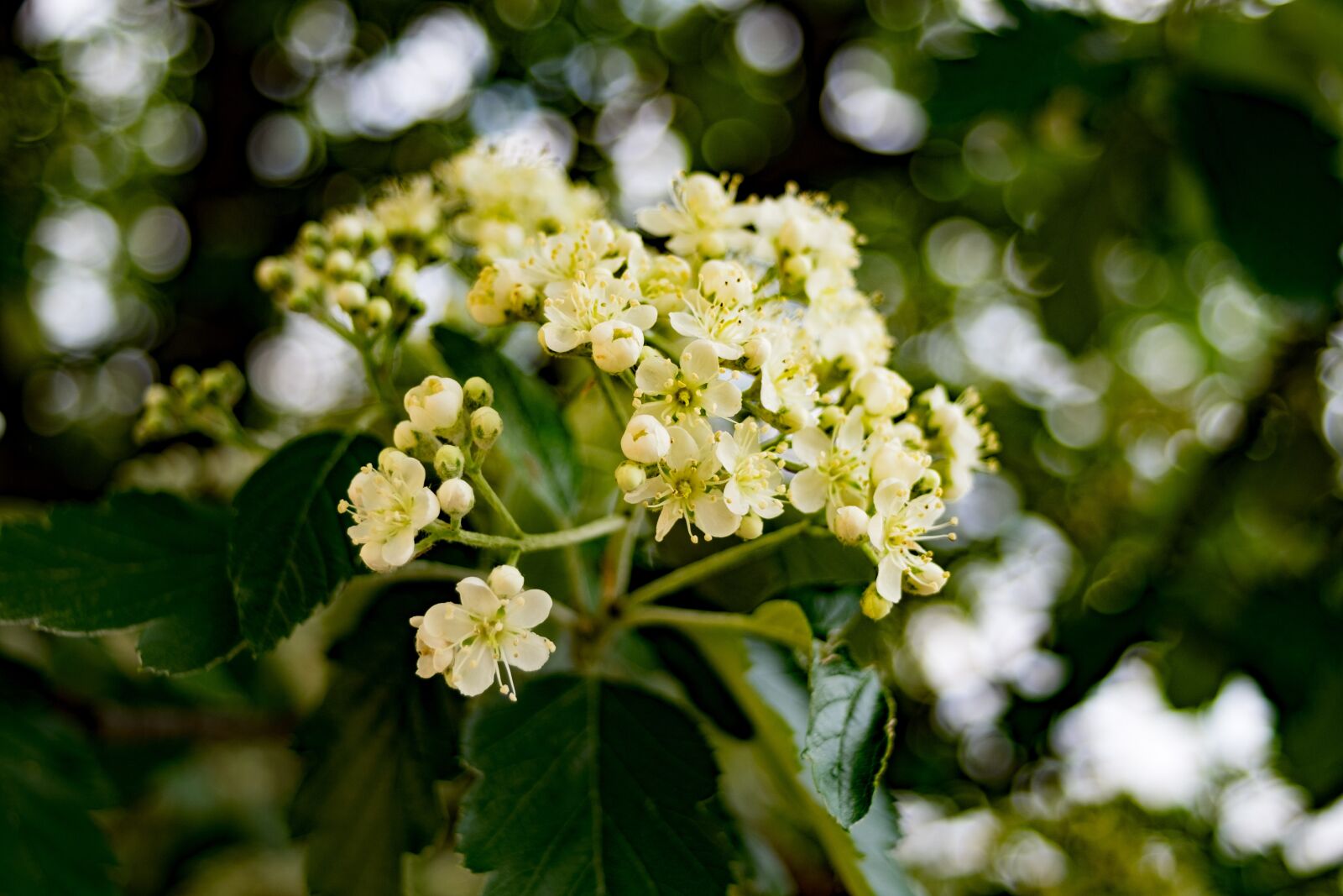 Fujifilm X-T10 sample photo. Rowan, sorbus, tree photography