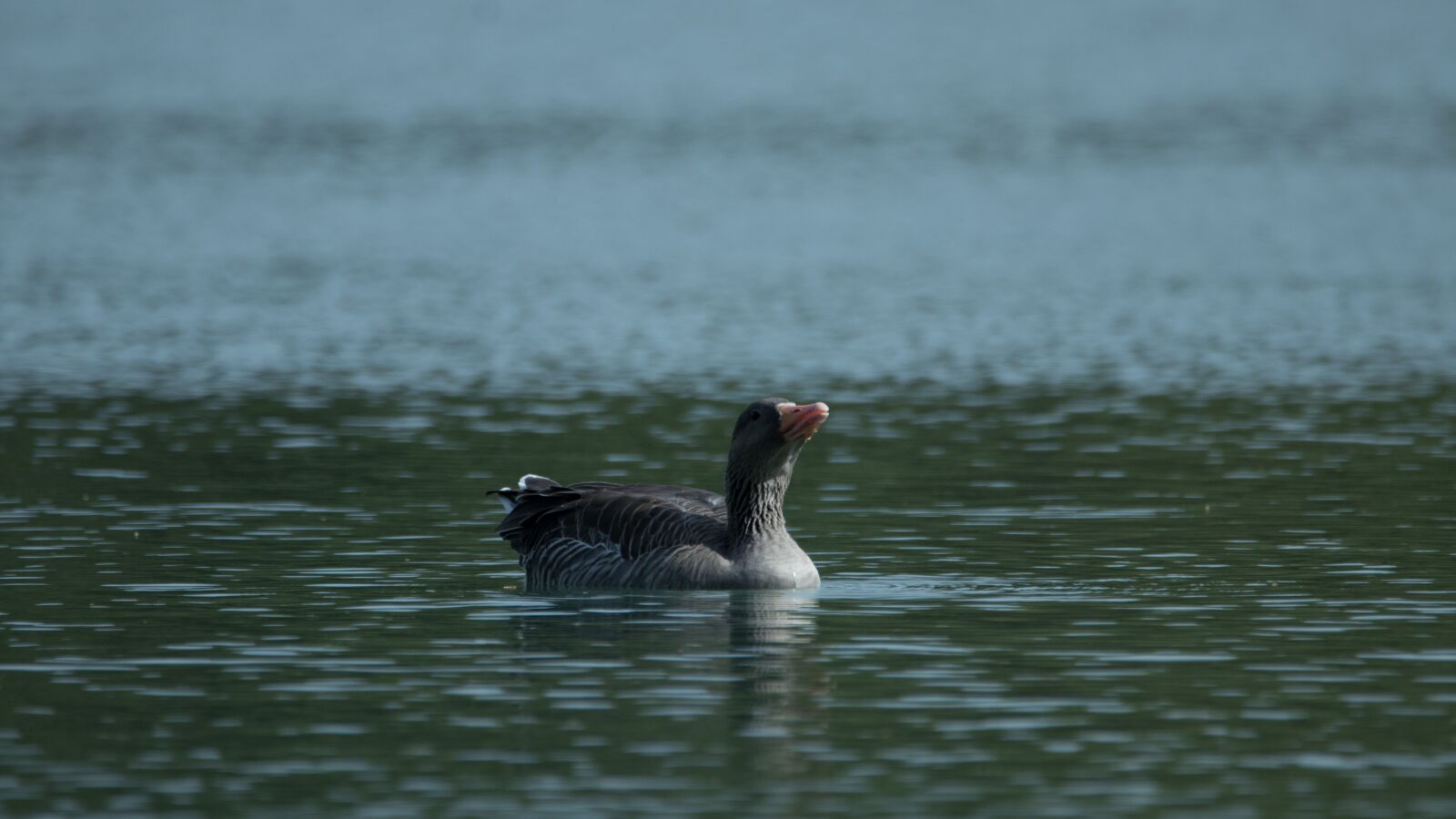 150-600mm F5-6.3 DG OS HSM | Contemporary 015 sample photo. Lake, geese, nature photography
