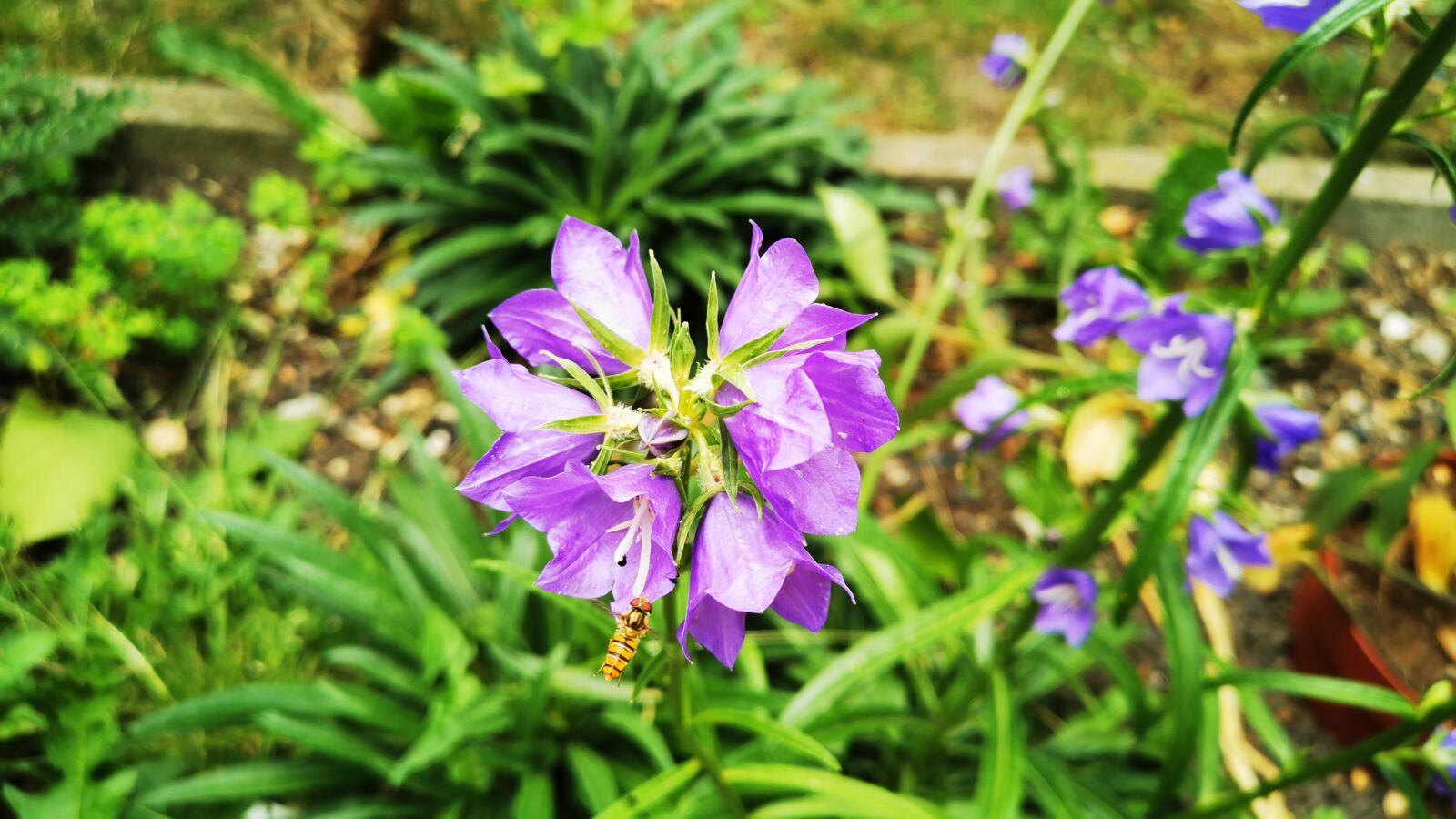 HUAWEI P30 sample photo. Bellflower, flower, color photography