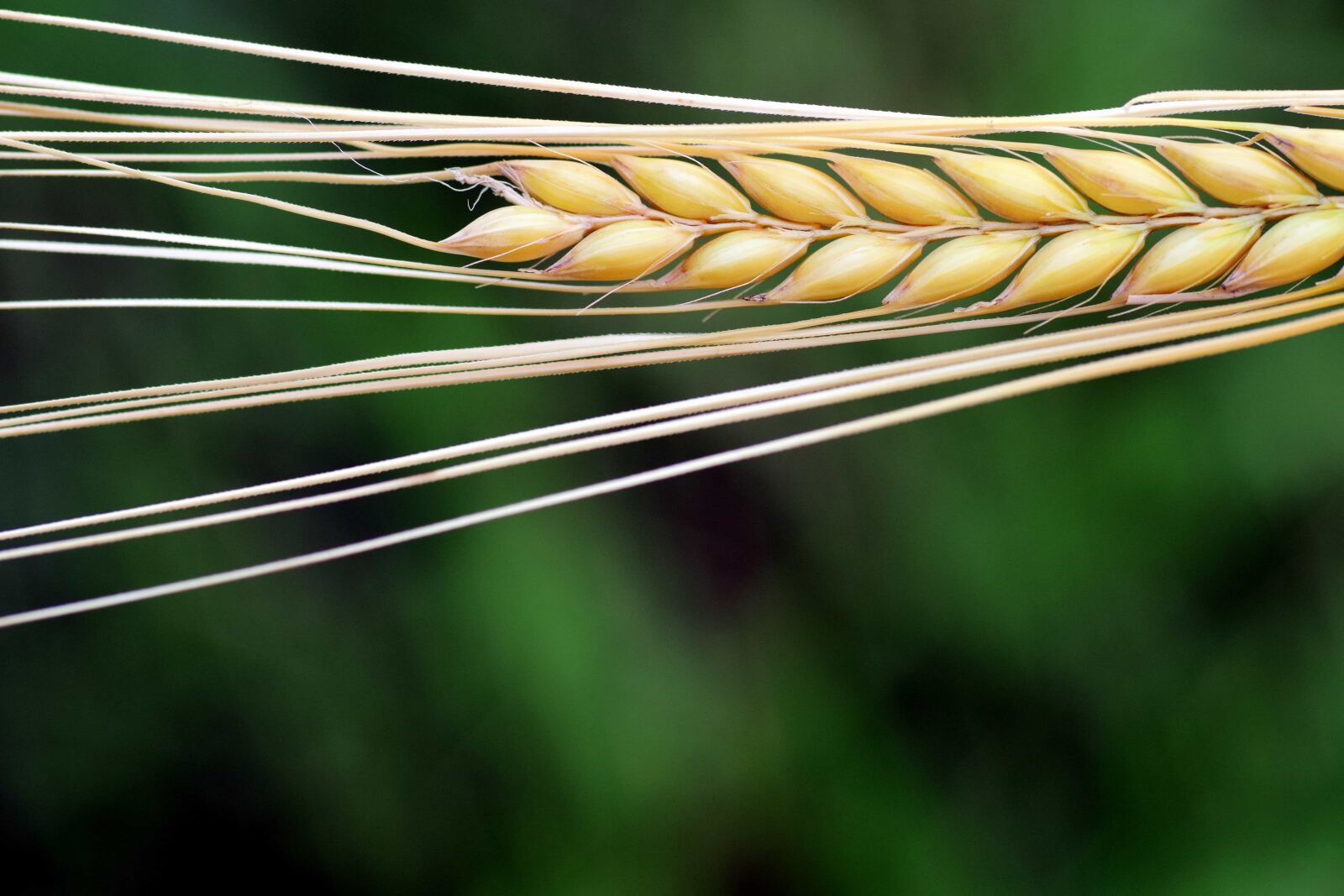 Nikon D3300 sample photo. Grain, macro, detail, daylight photography