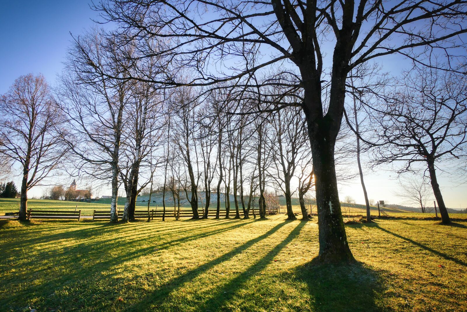 Panasonic Lumix DMC-GX8 sample photo. Tree, backlighting, shadow photography