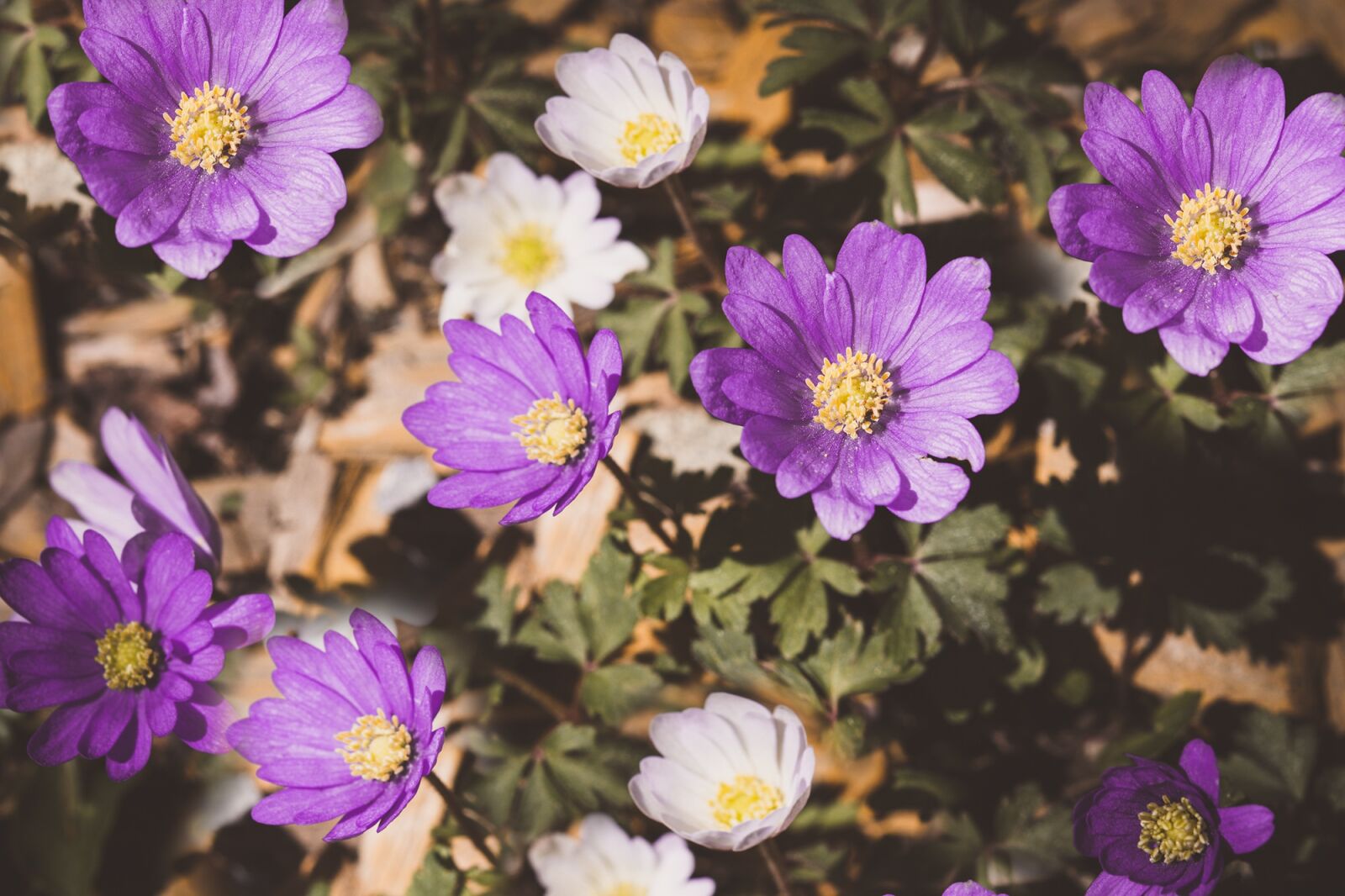 Nikon D7100 sample photo. Anemone, flowers, blossom photography