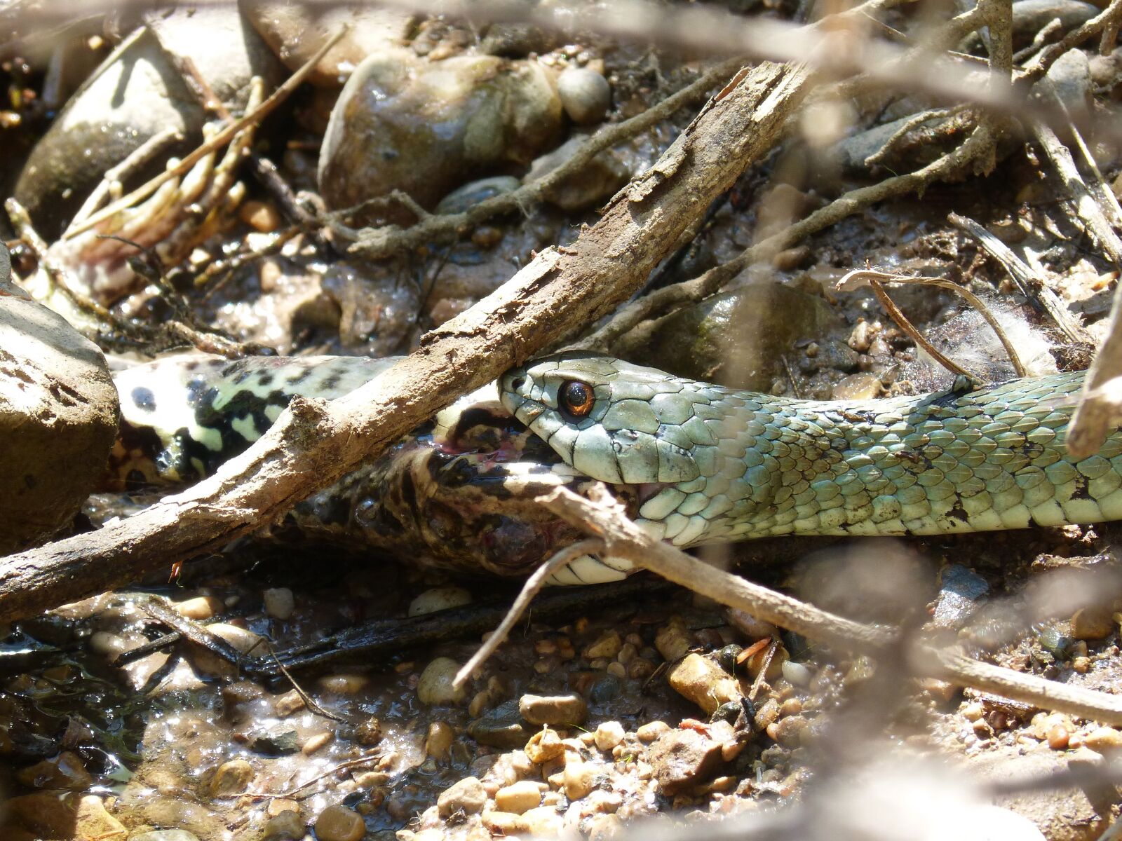 Panasonic DMC-FZ62 sample photo. Snake eating a frog photography