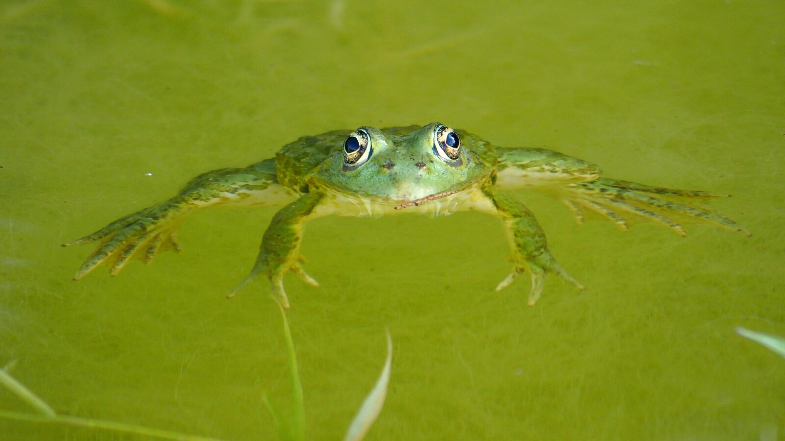 Olympus OM-D E-M10 II sample photo. Nature, frog, pond photography