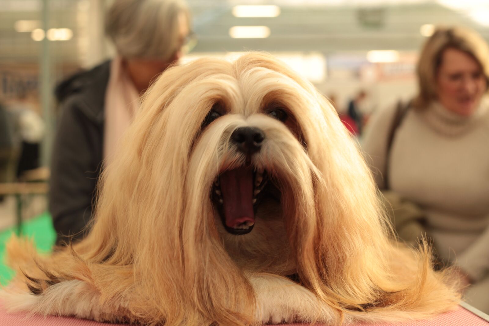 Canon EOS 600D (Rebel EOS T3i / EOS Kiss X5) + Canon EF 50mm F1.8 STM sample photo. Dogshow, dog, hairy photography